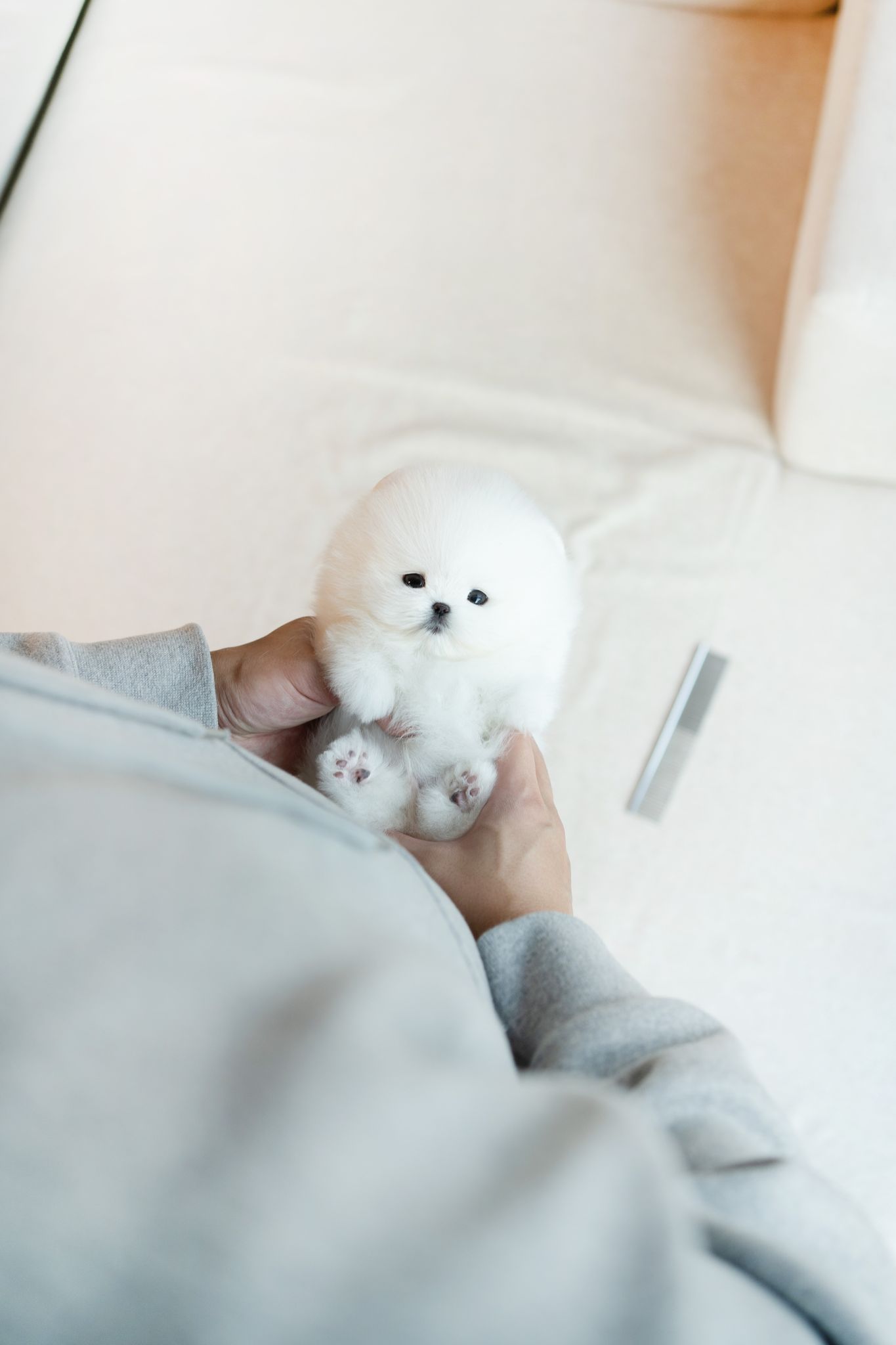 Pomeranian