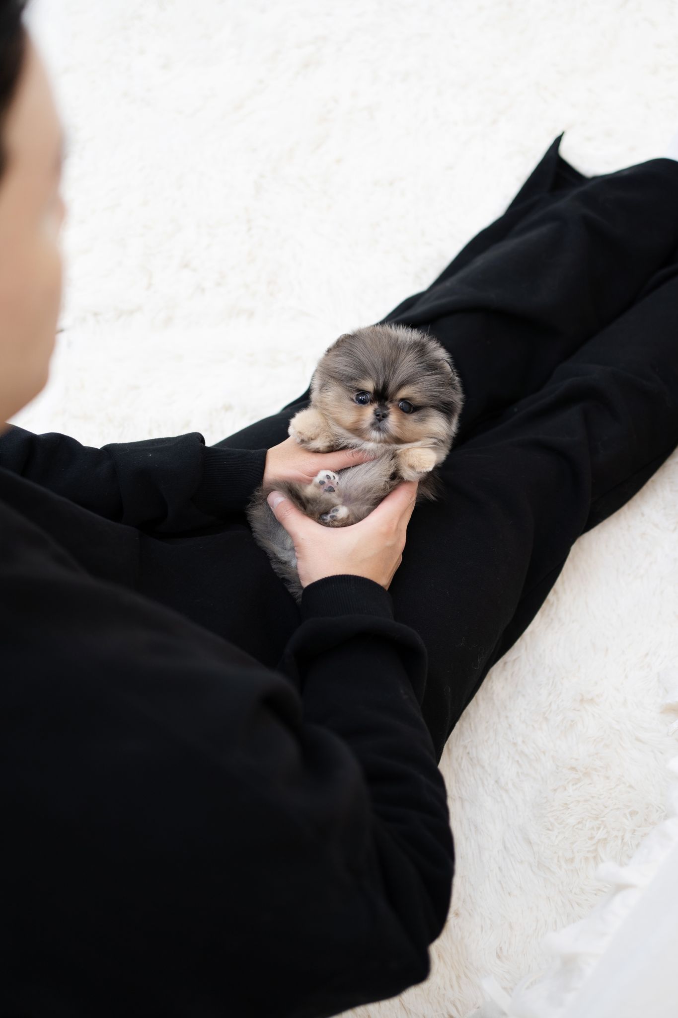 Pomeranian