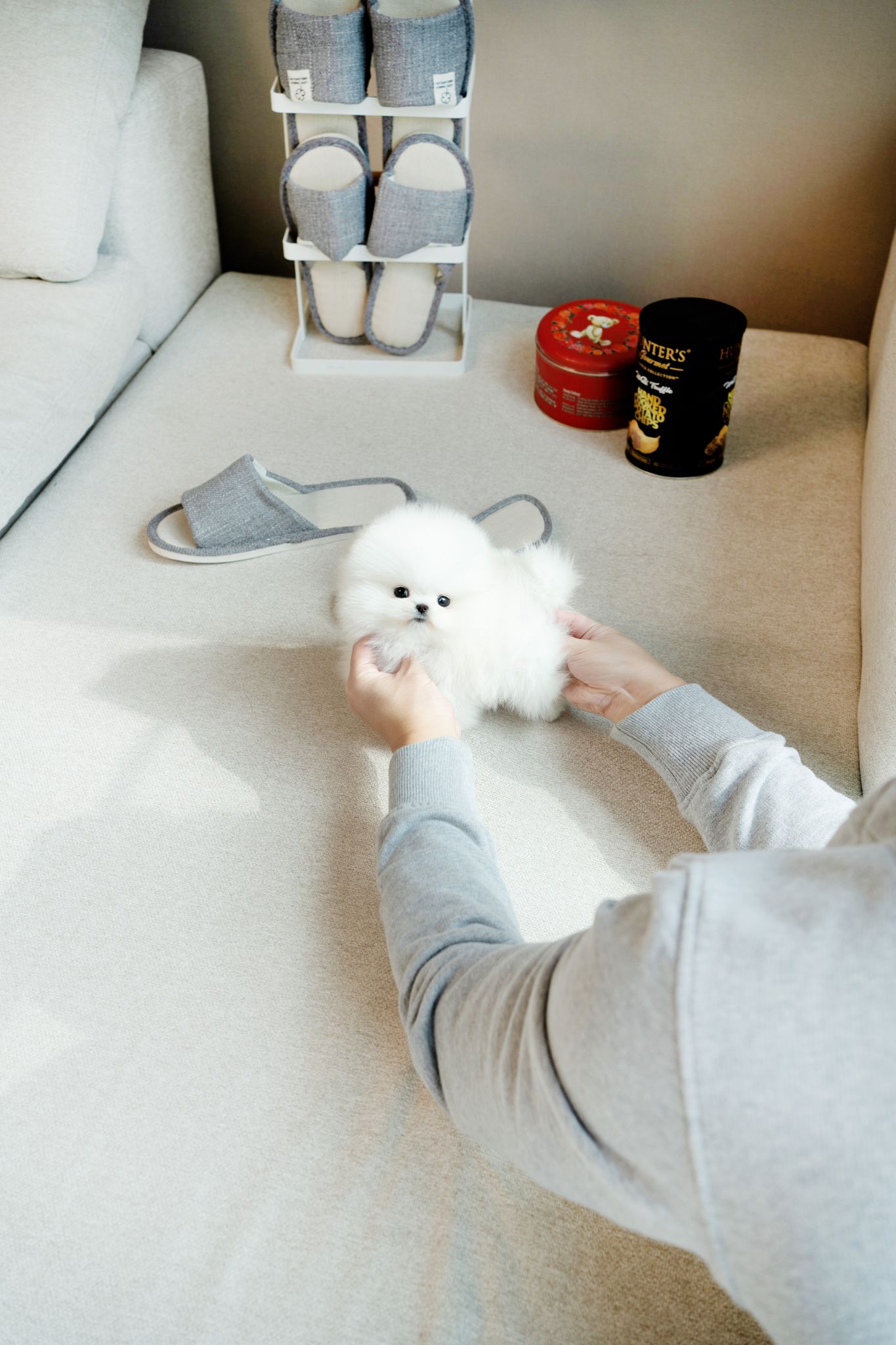 Pomeranian