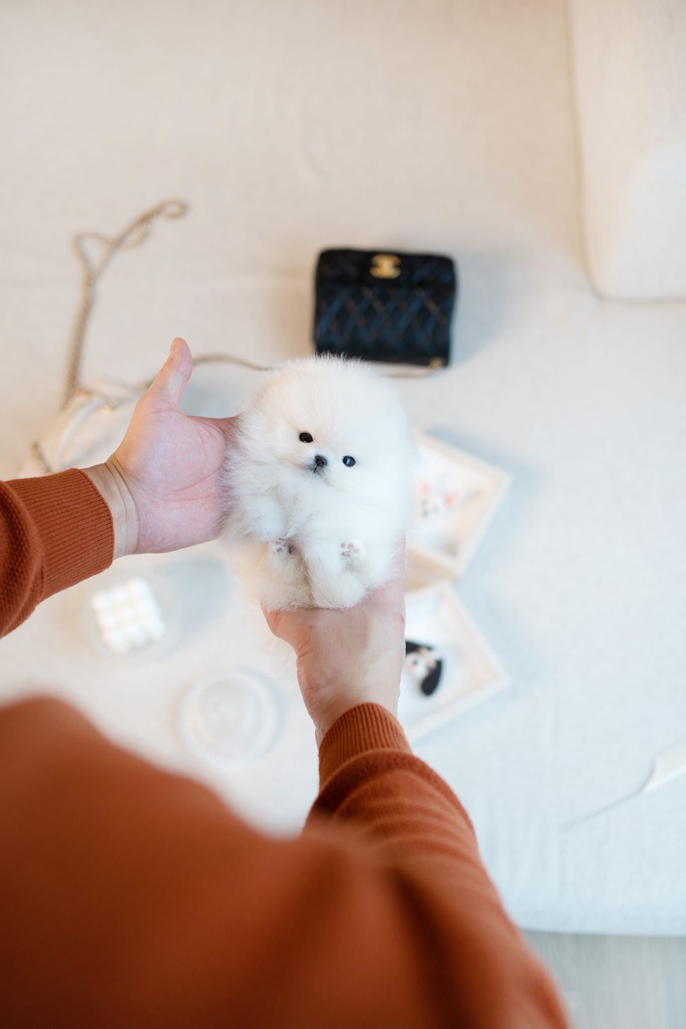 Pomeranian