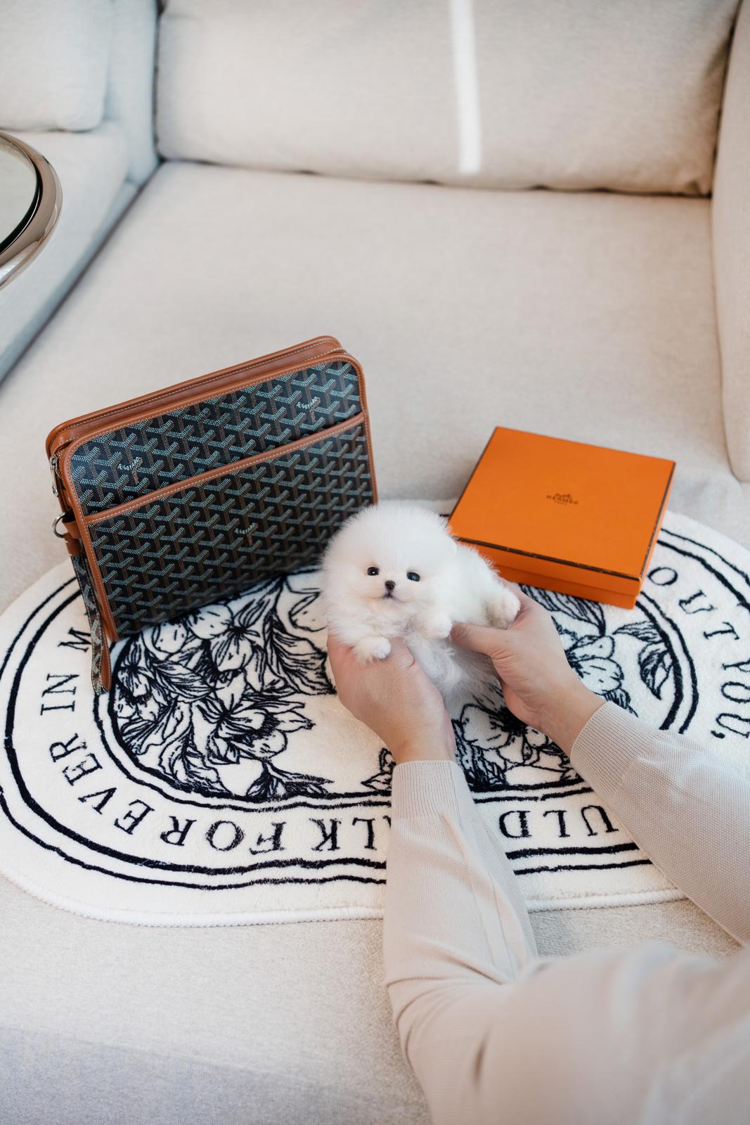 Pomeranian