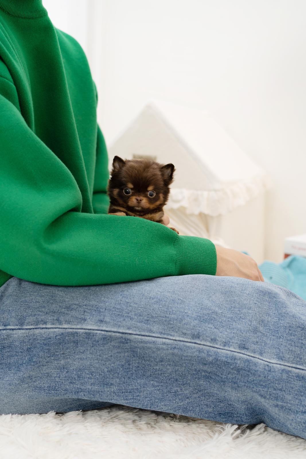 Chihuahua