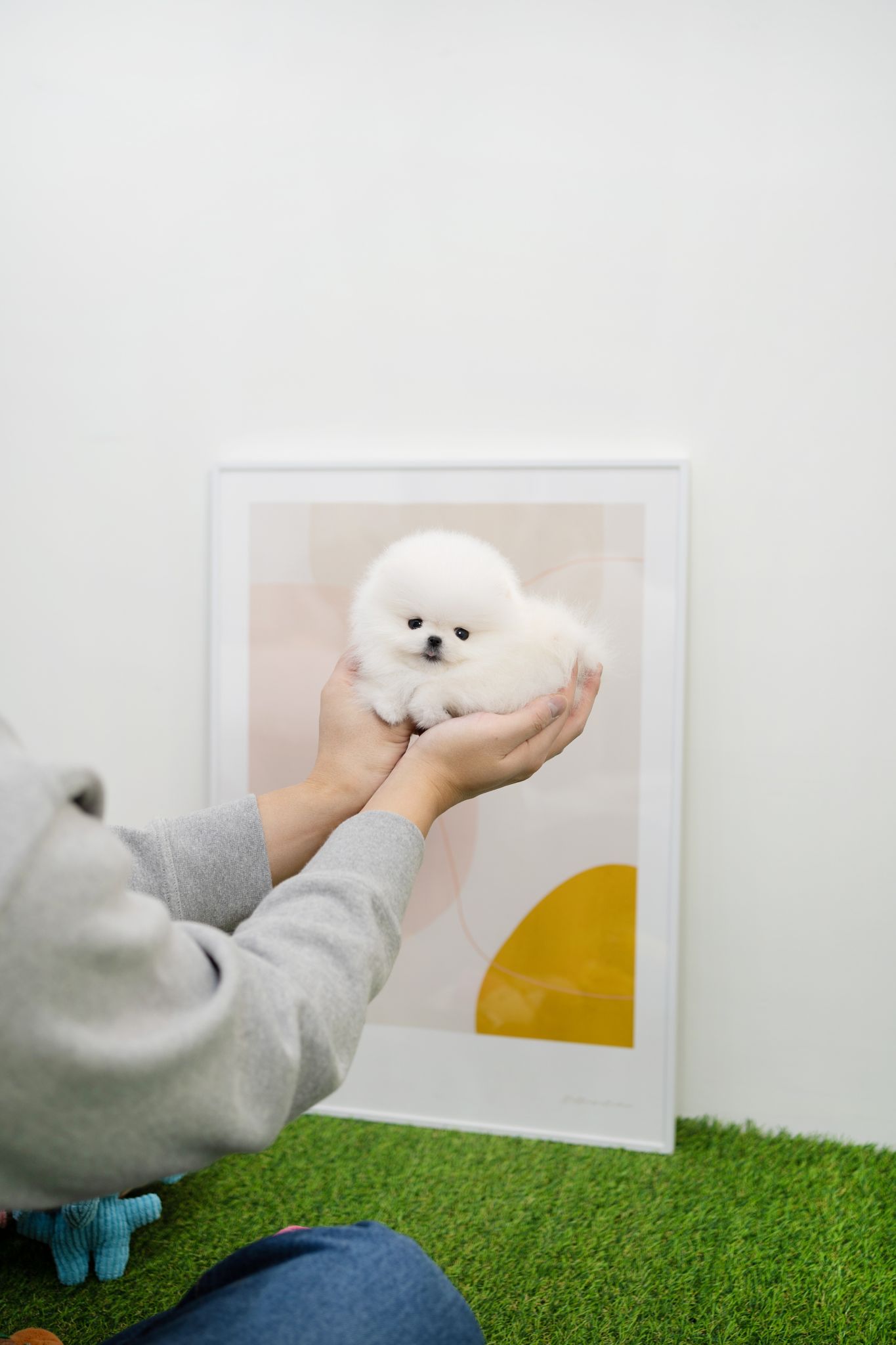 Pomeranian