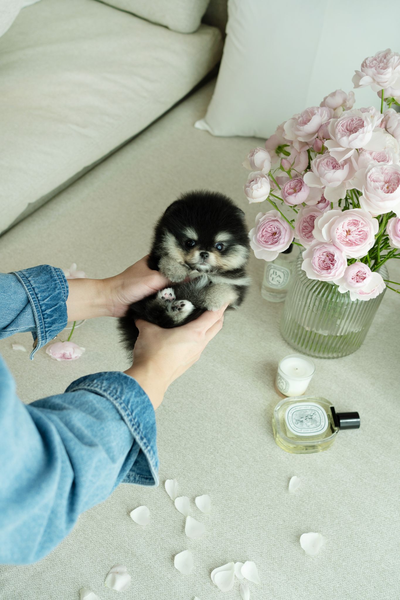 Pomeranian