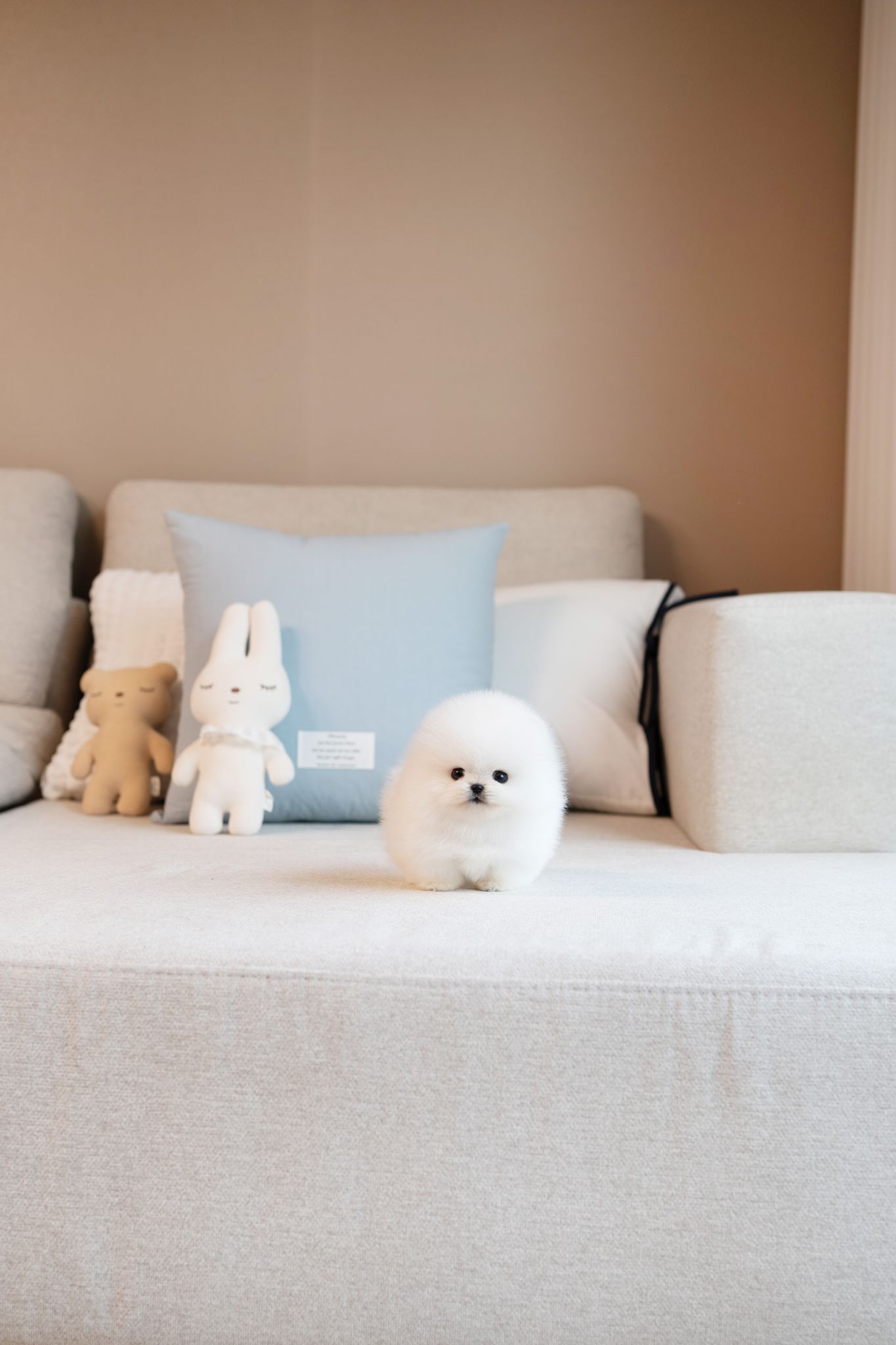 Pomeranian dog