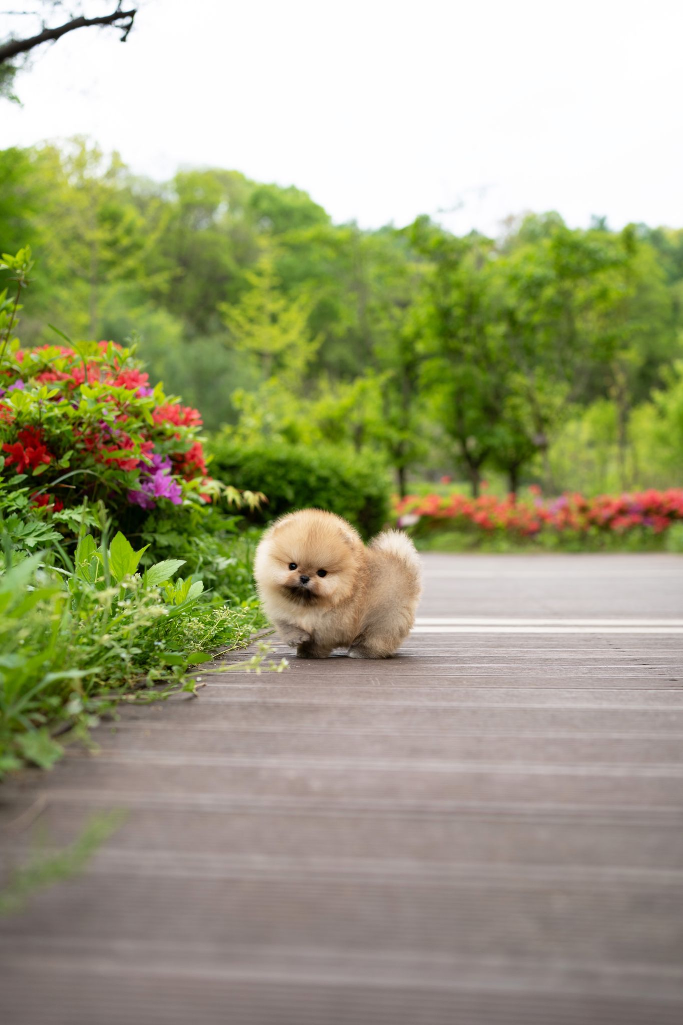 Pomeranian Puppies