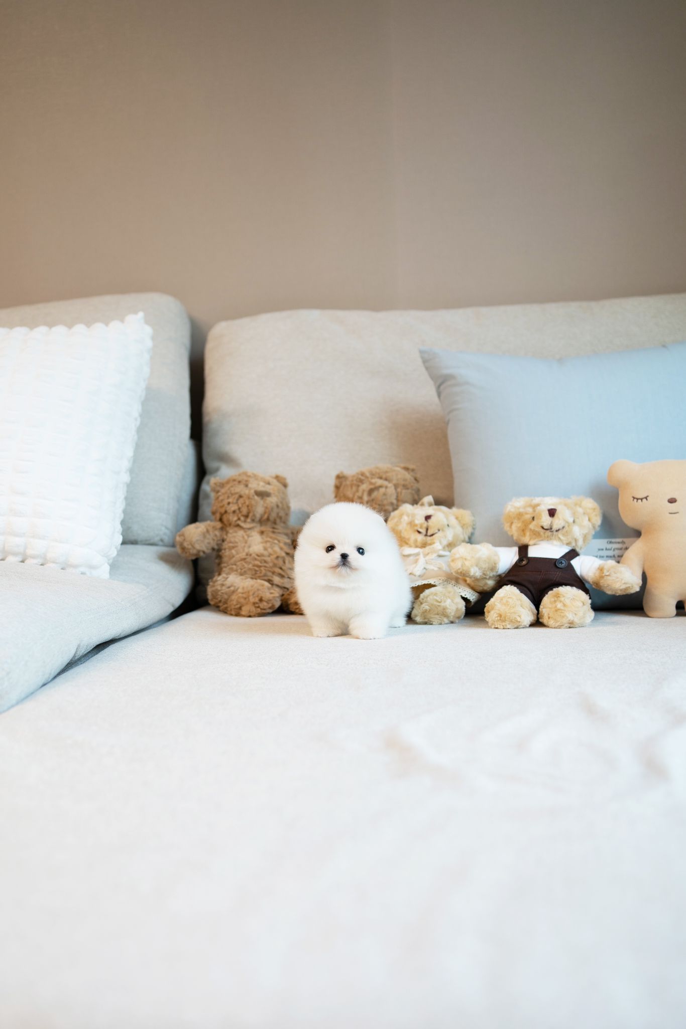 Pomeranian dog