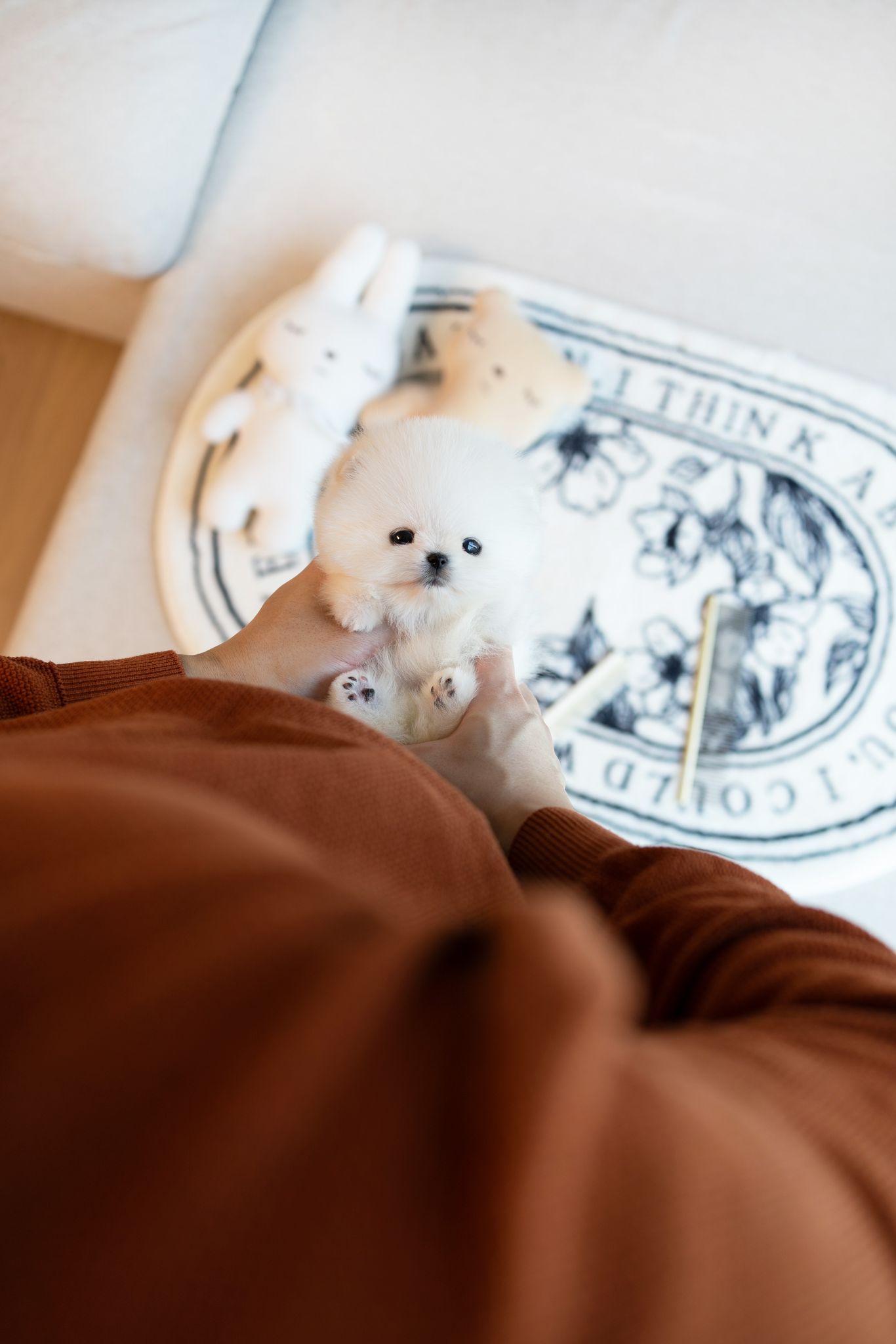 Pomeranian
