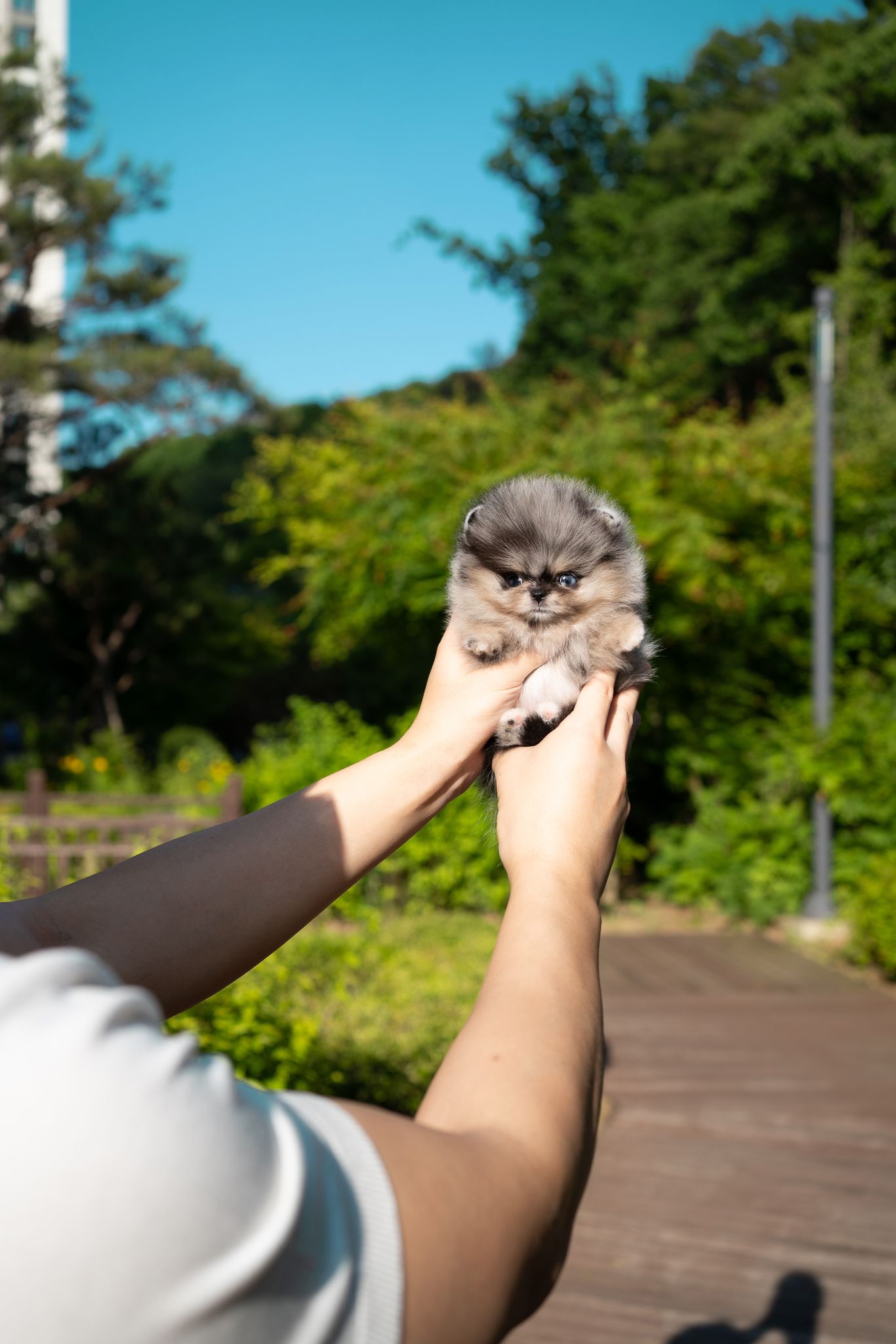 Pomeranian