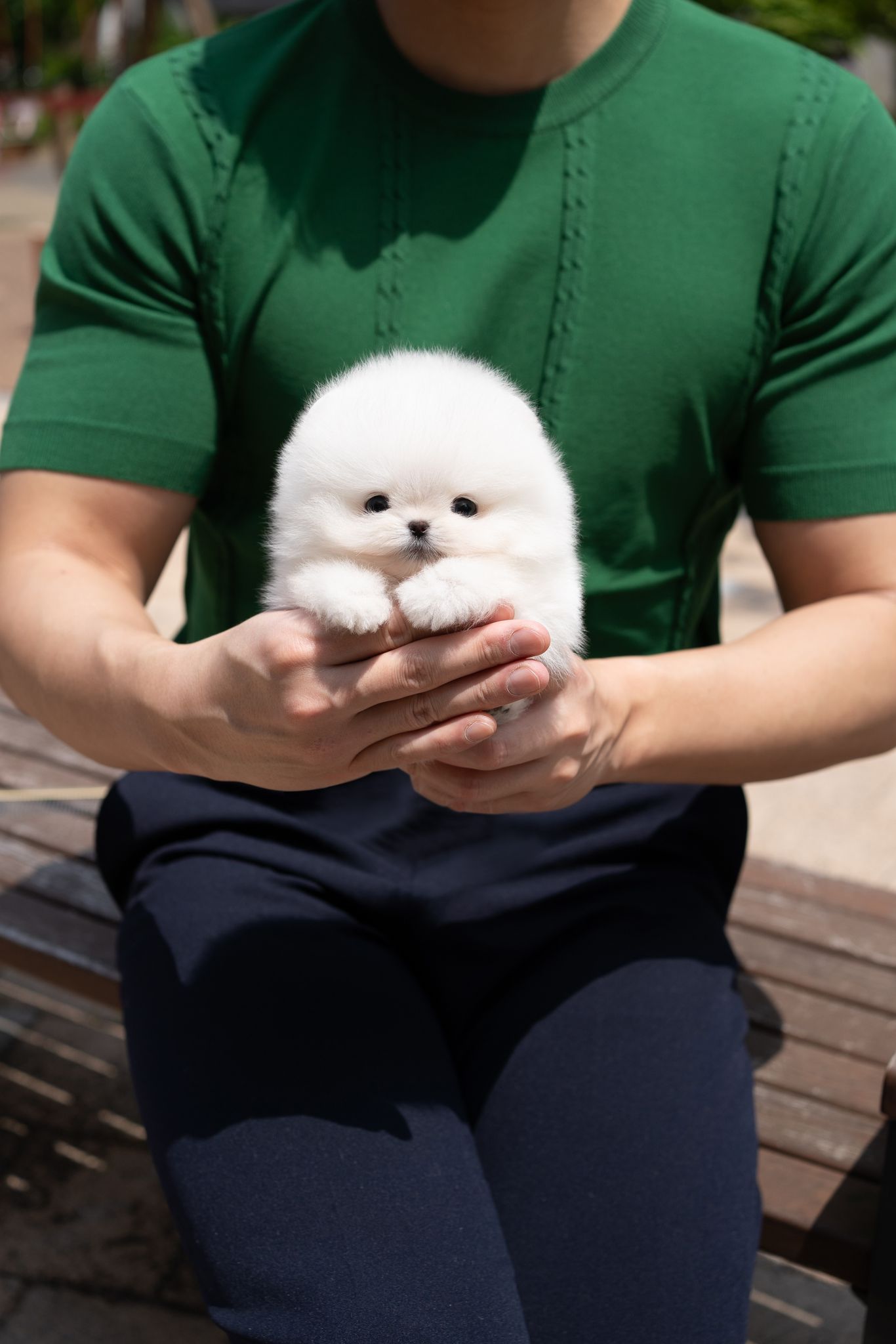 Pomeranian