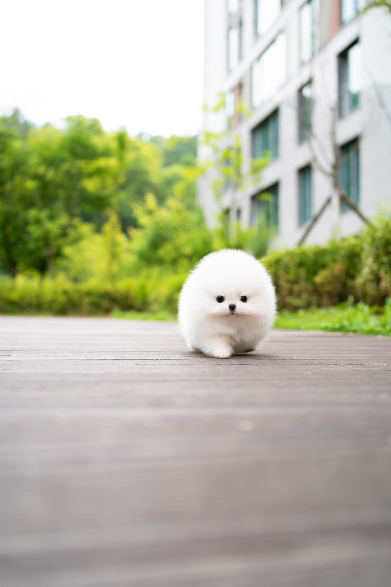 Pomeranian
