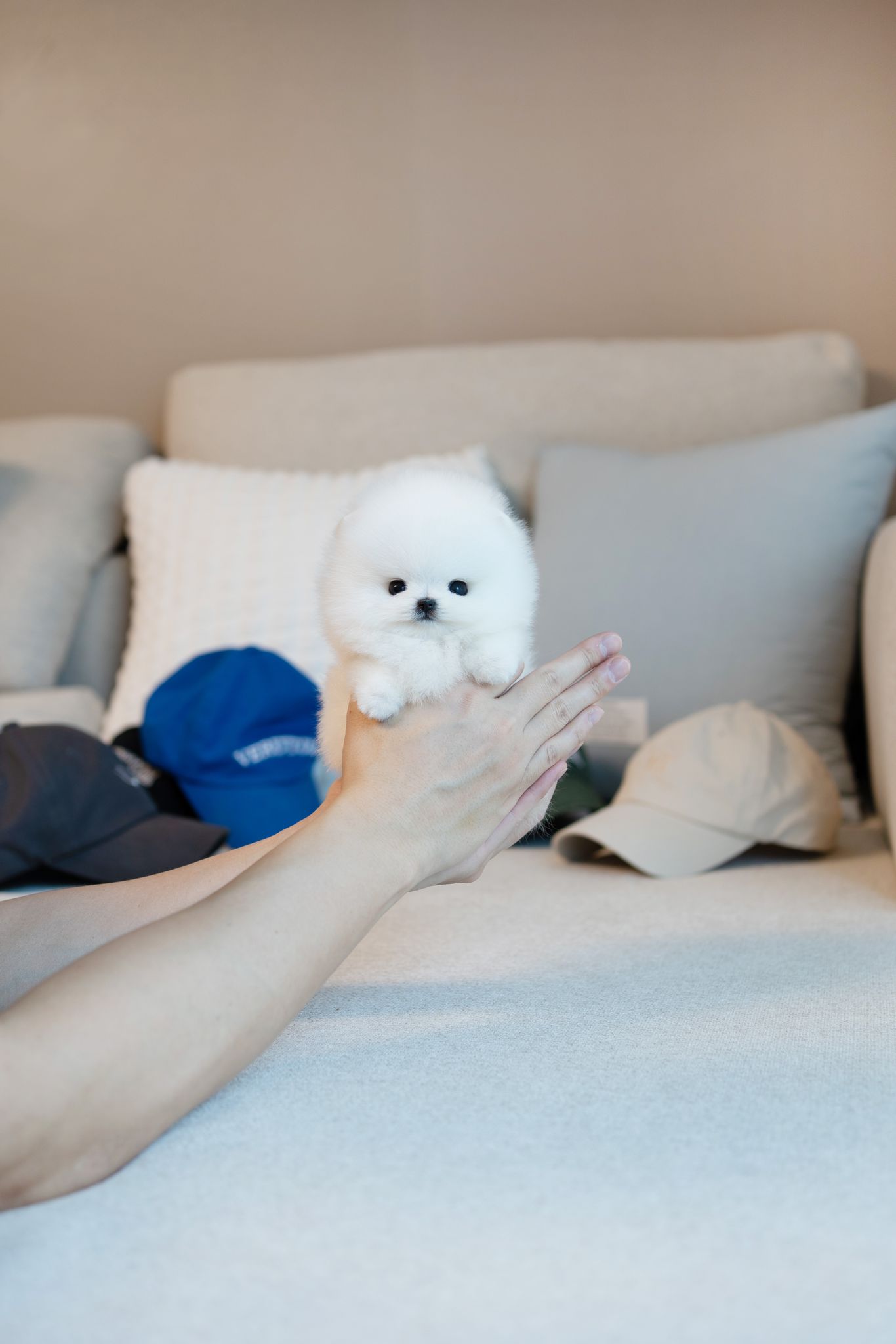 Pomeranian