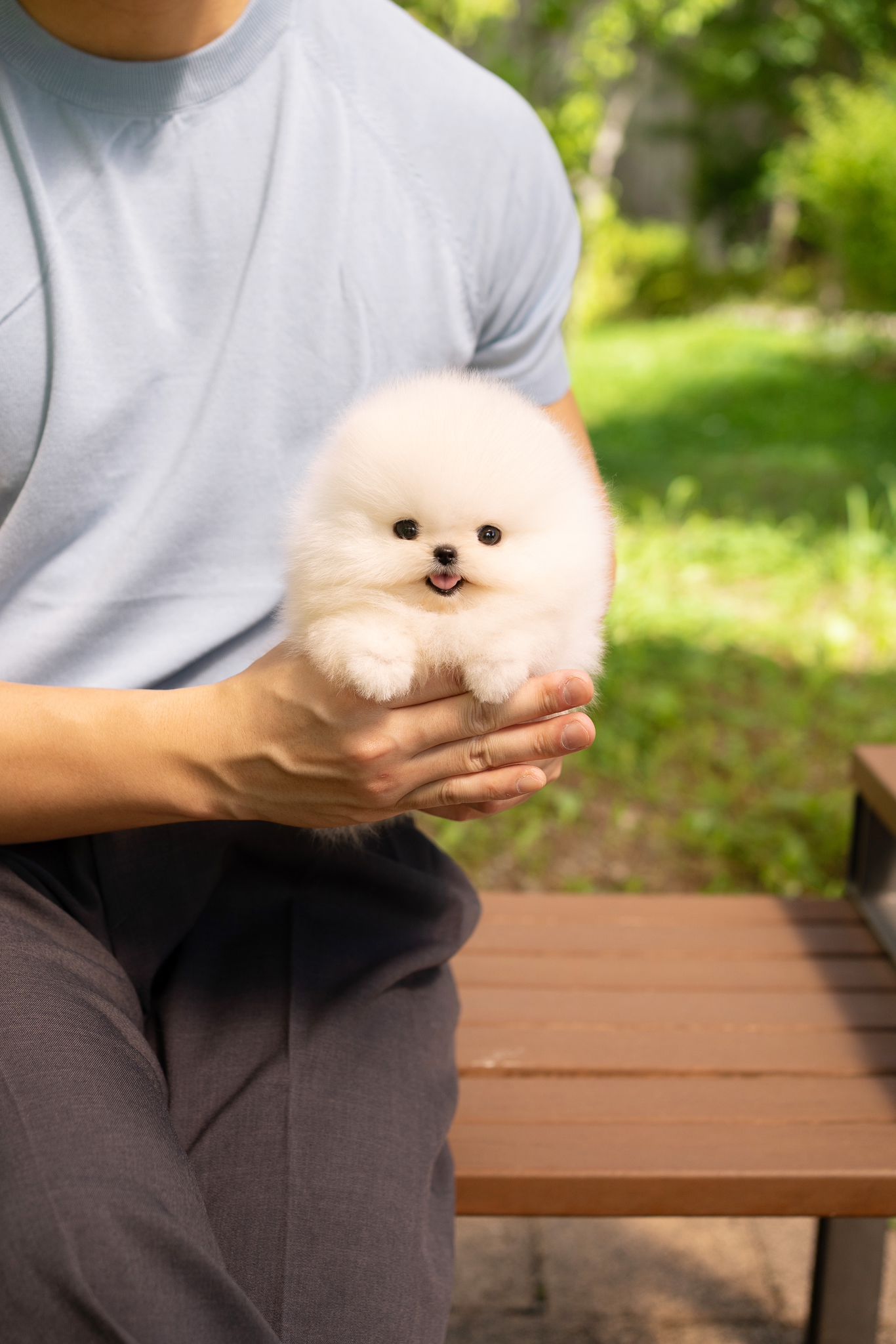 Pomeranian