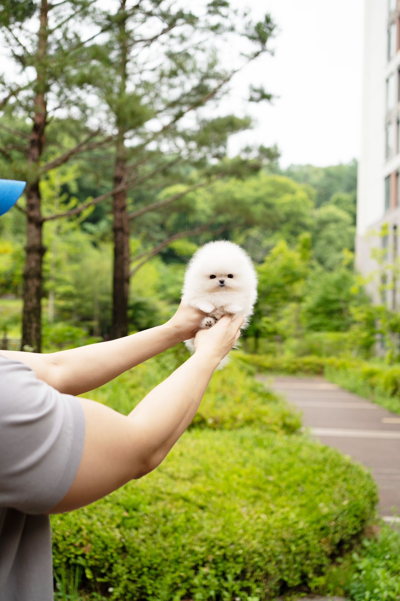 Pomeranian