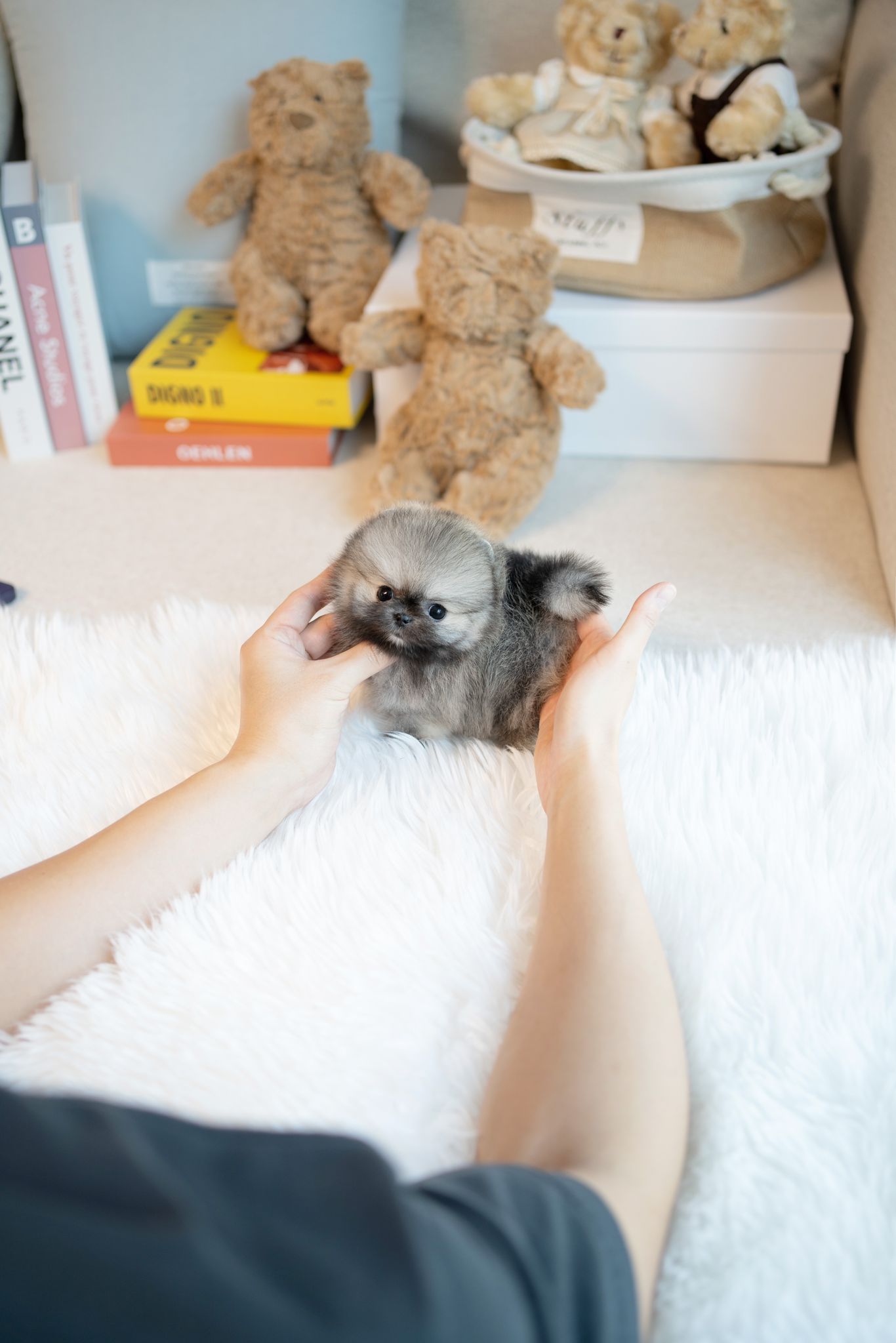 Pomeranian