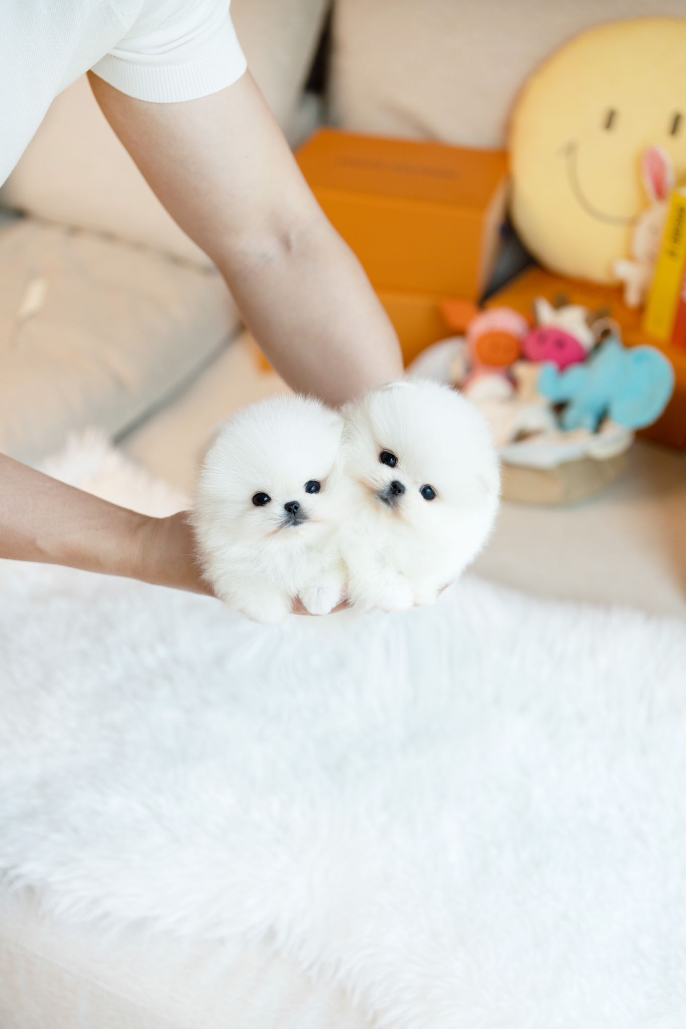 Pomeranian