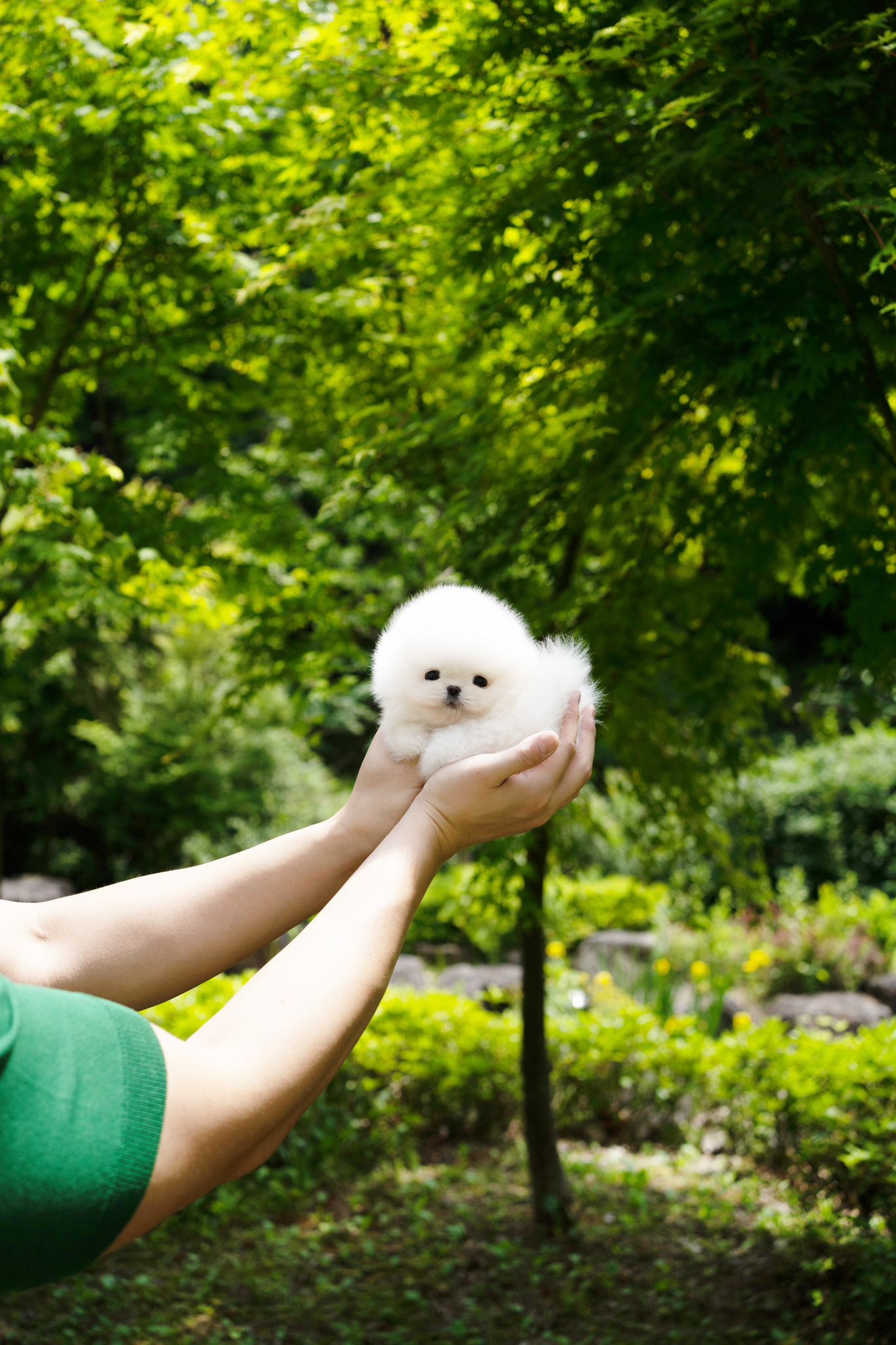 Pomeranian