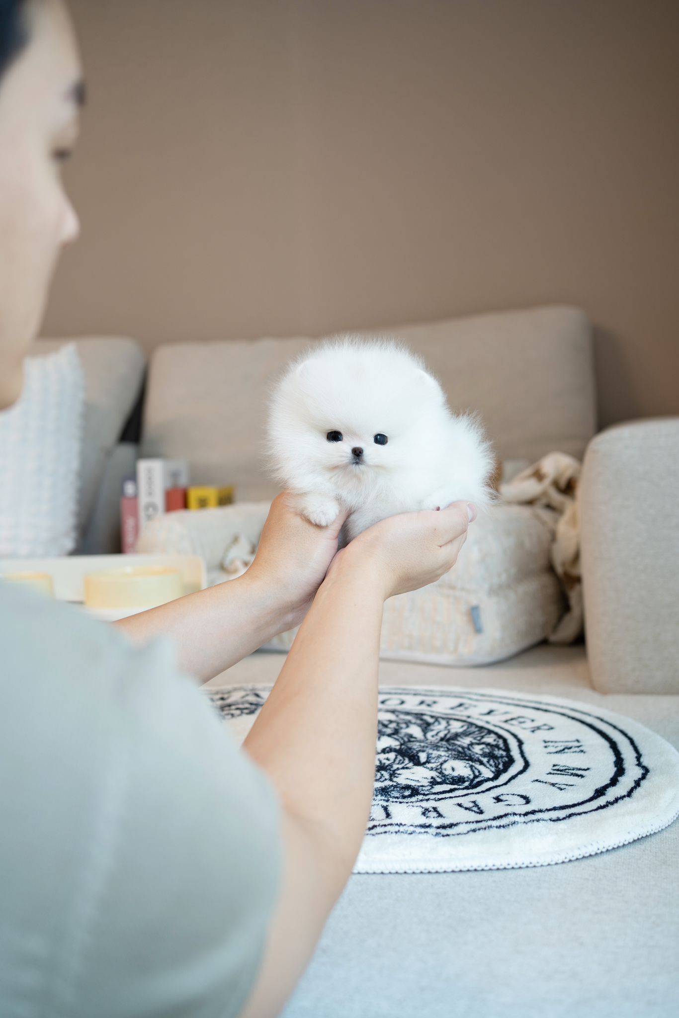 Pomeranian