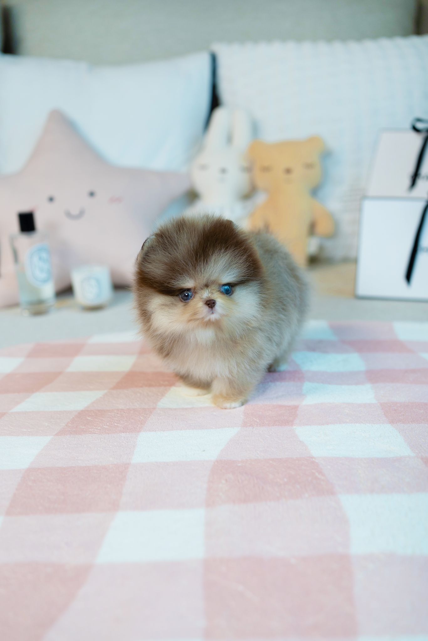 Pomeranian