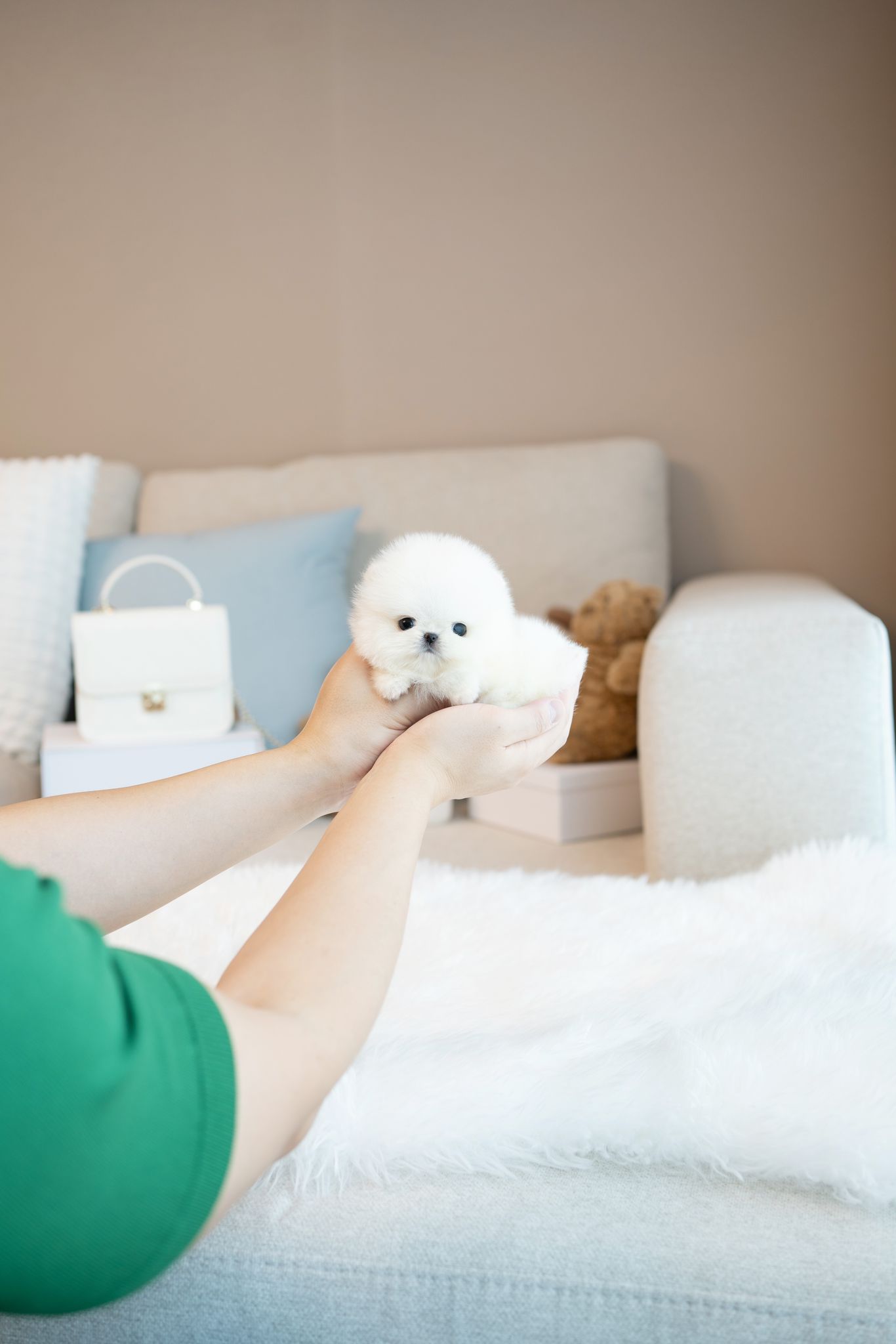Pomeranian