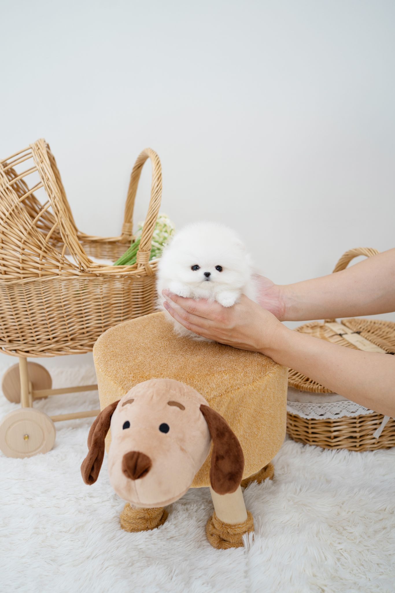 Pomeranian