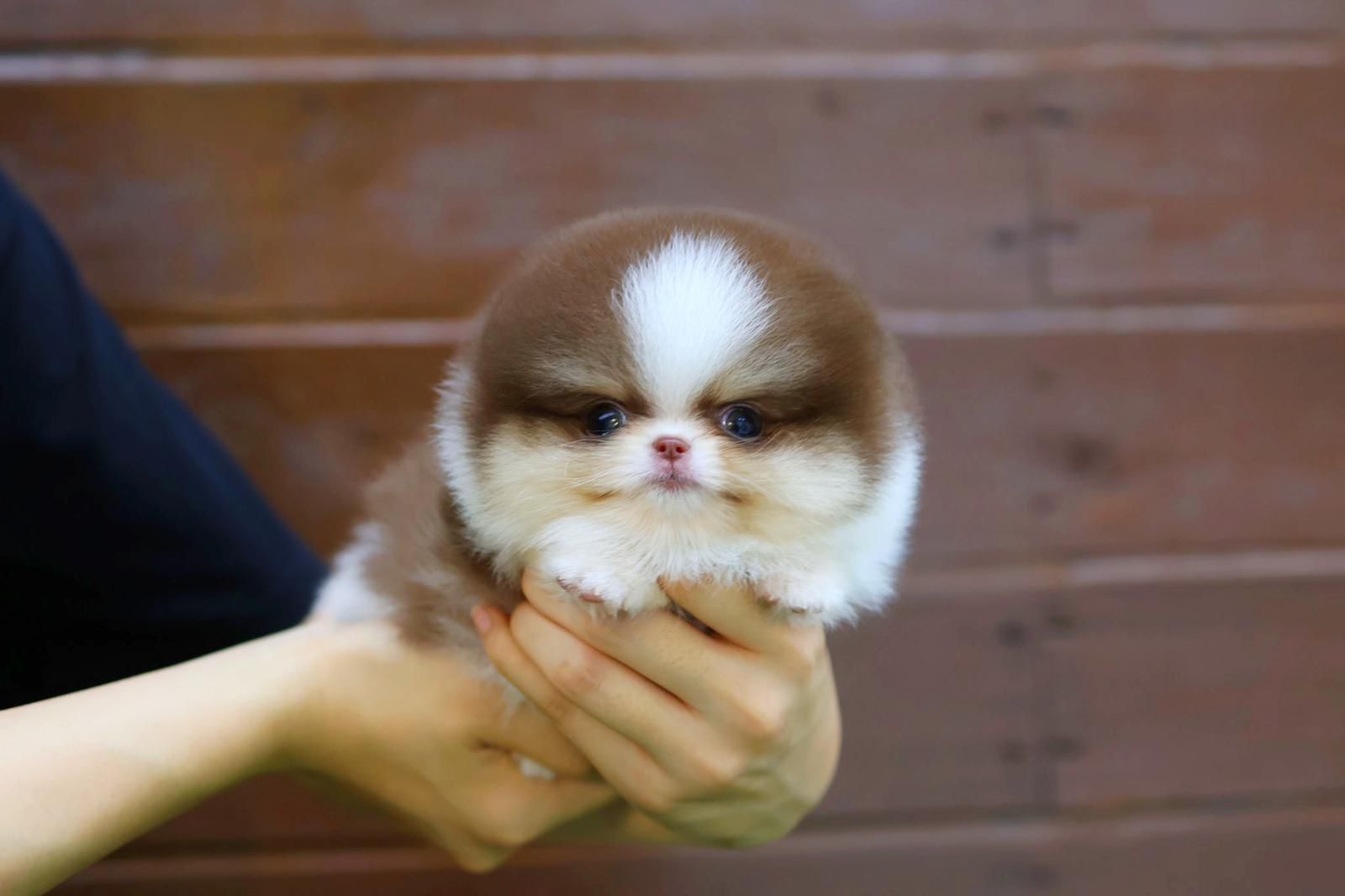 Pomeranian