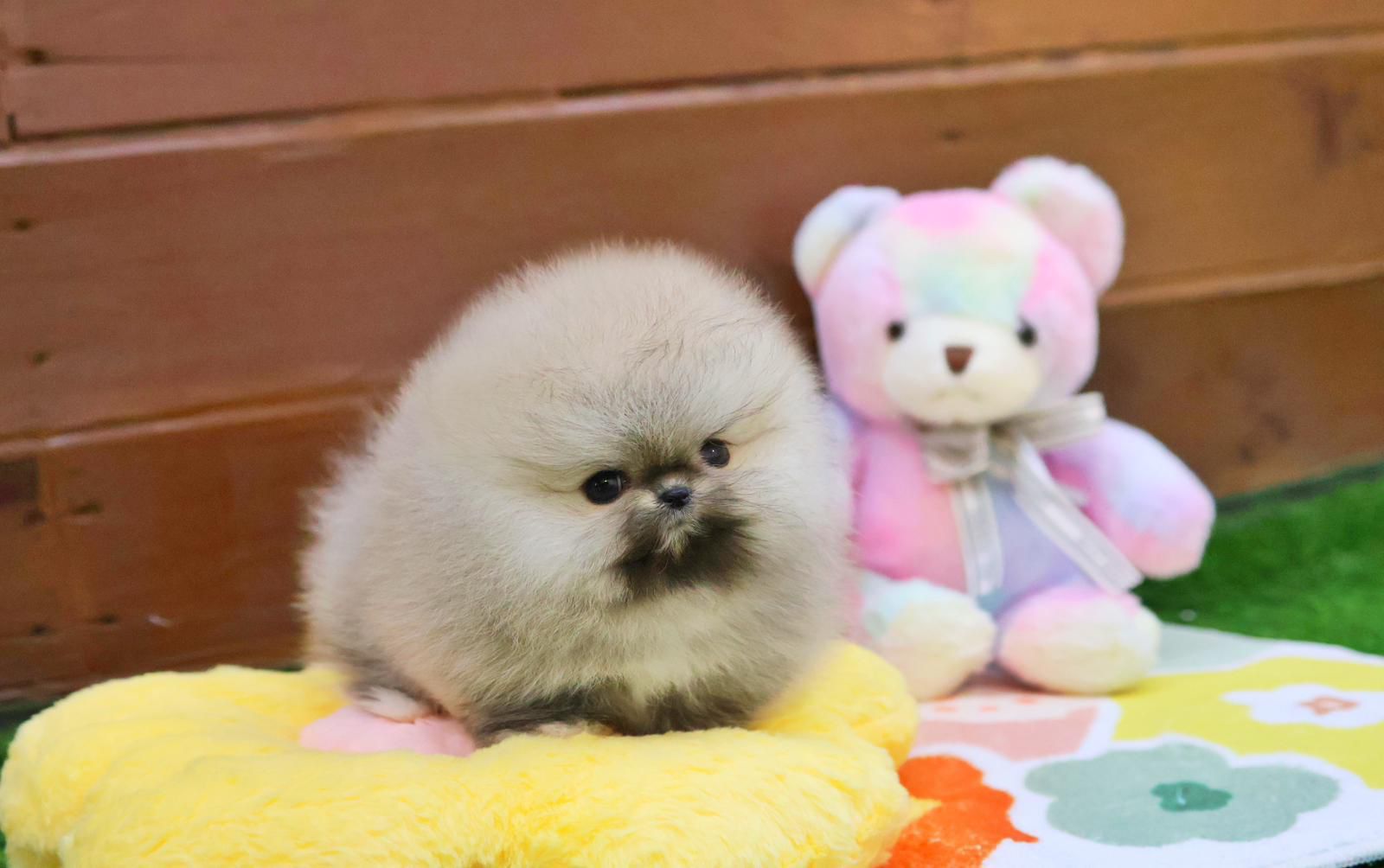 Pomeranian