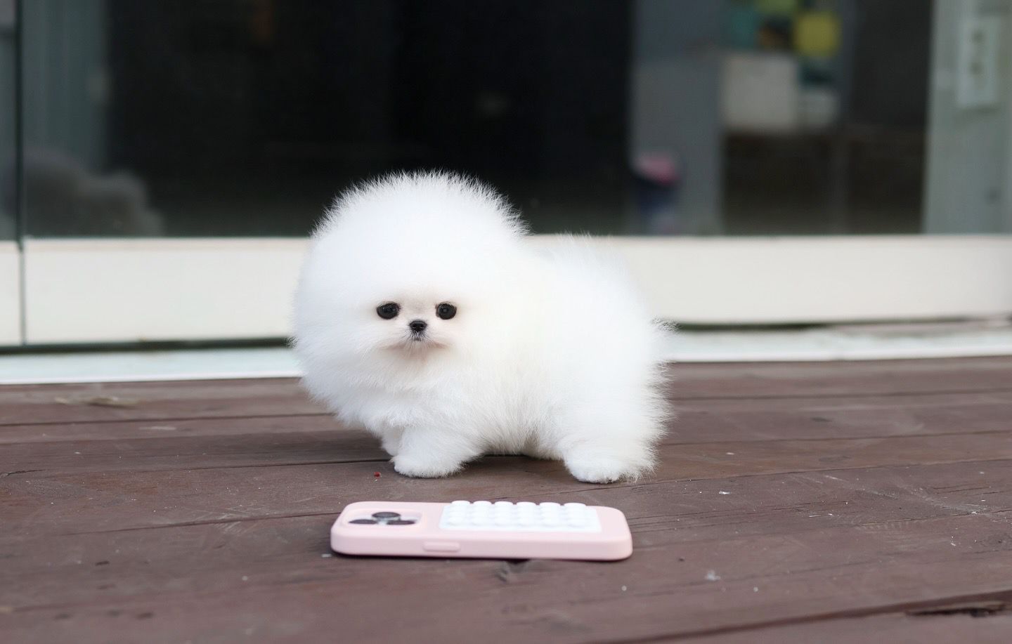 Pomeranian