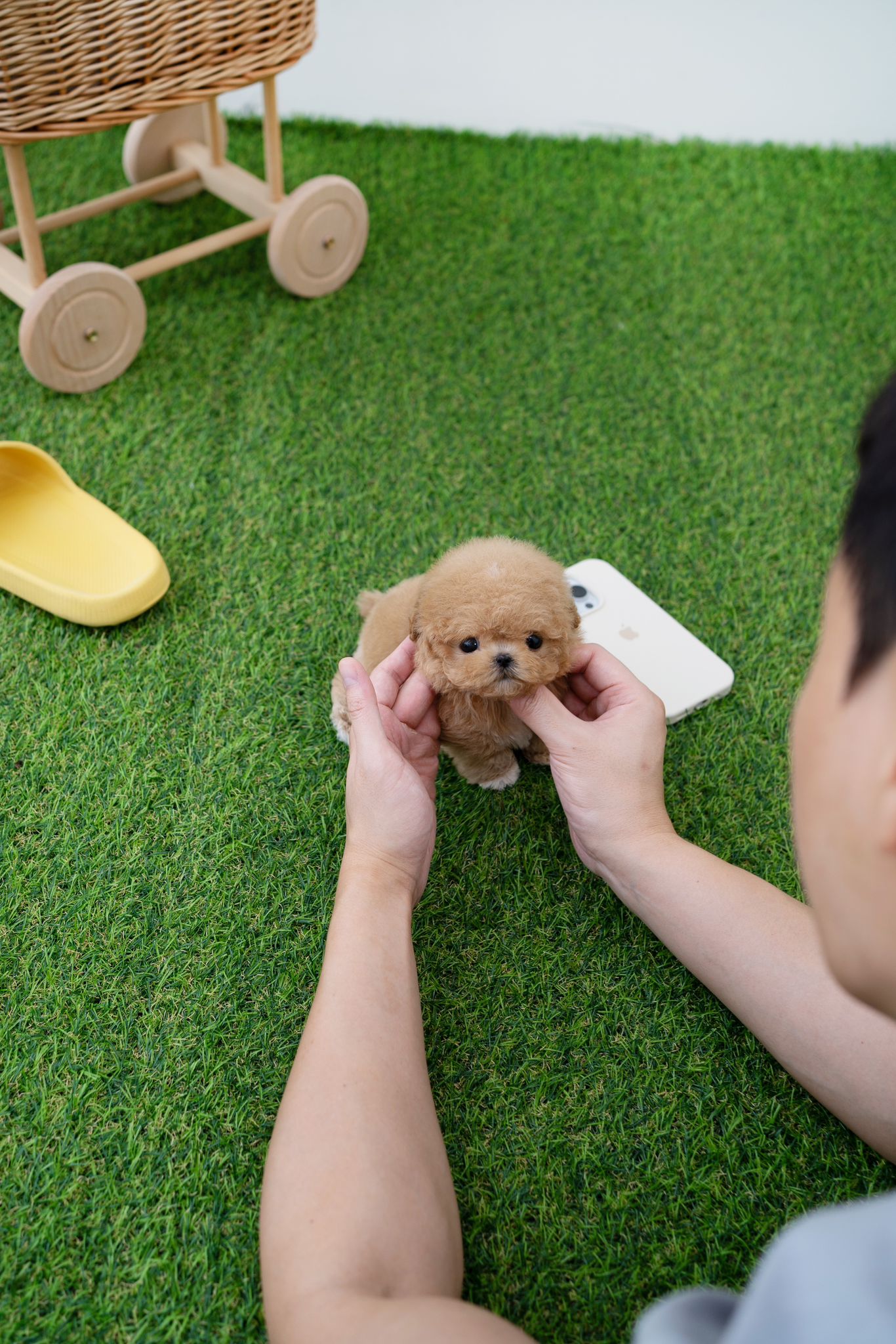 Maltipoo