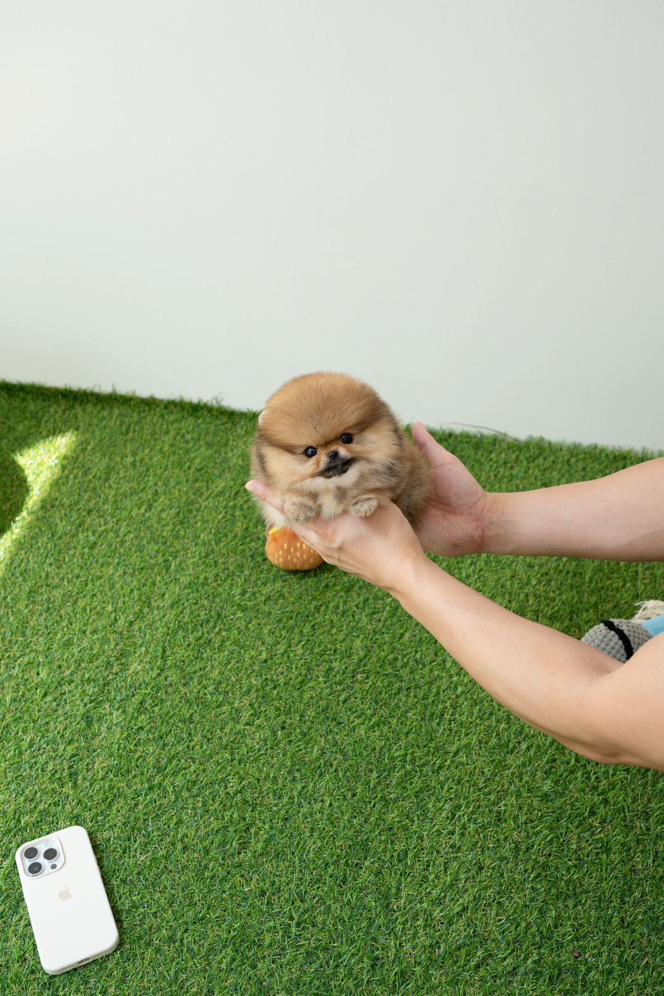 Pomeranian