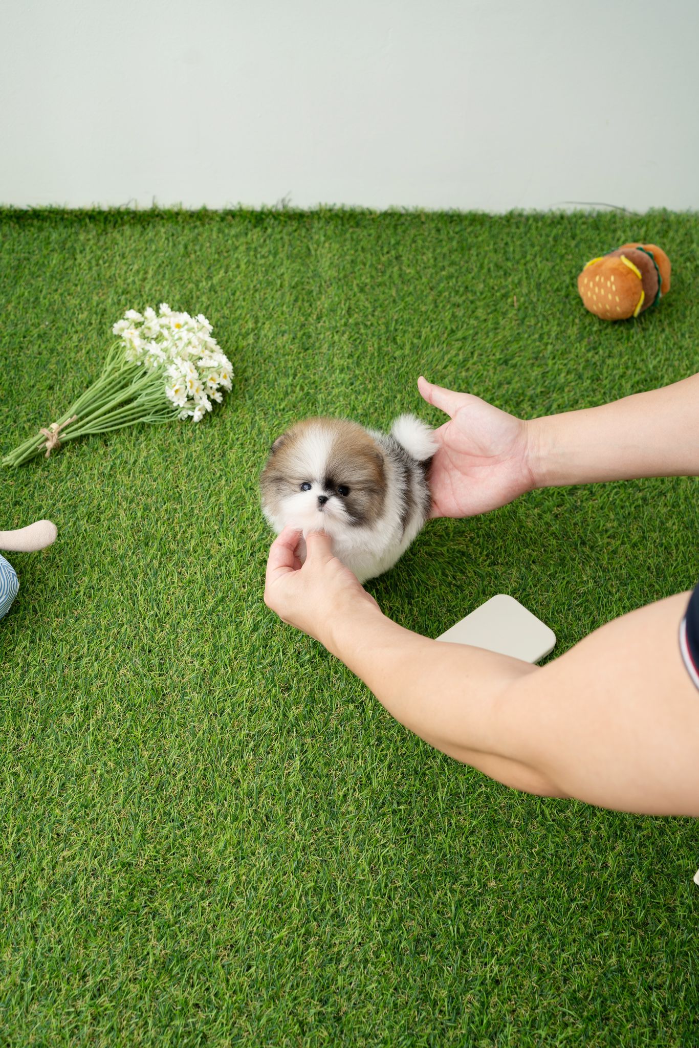 Pomeranian