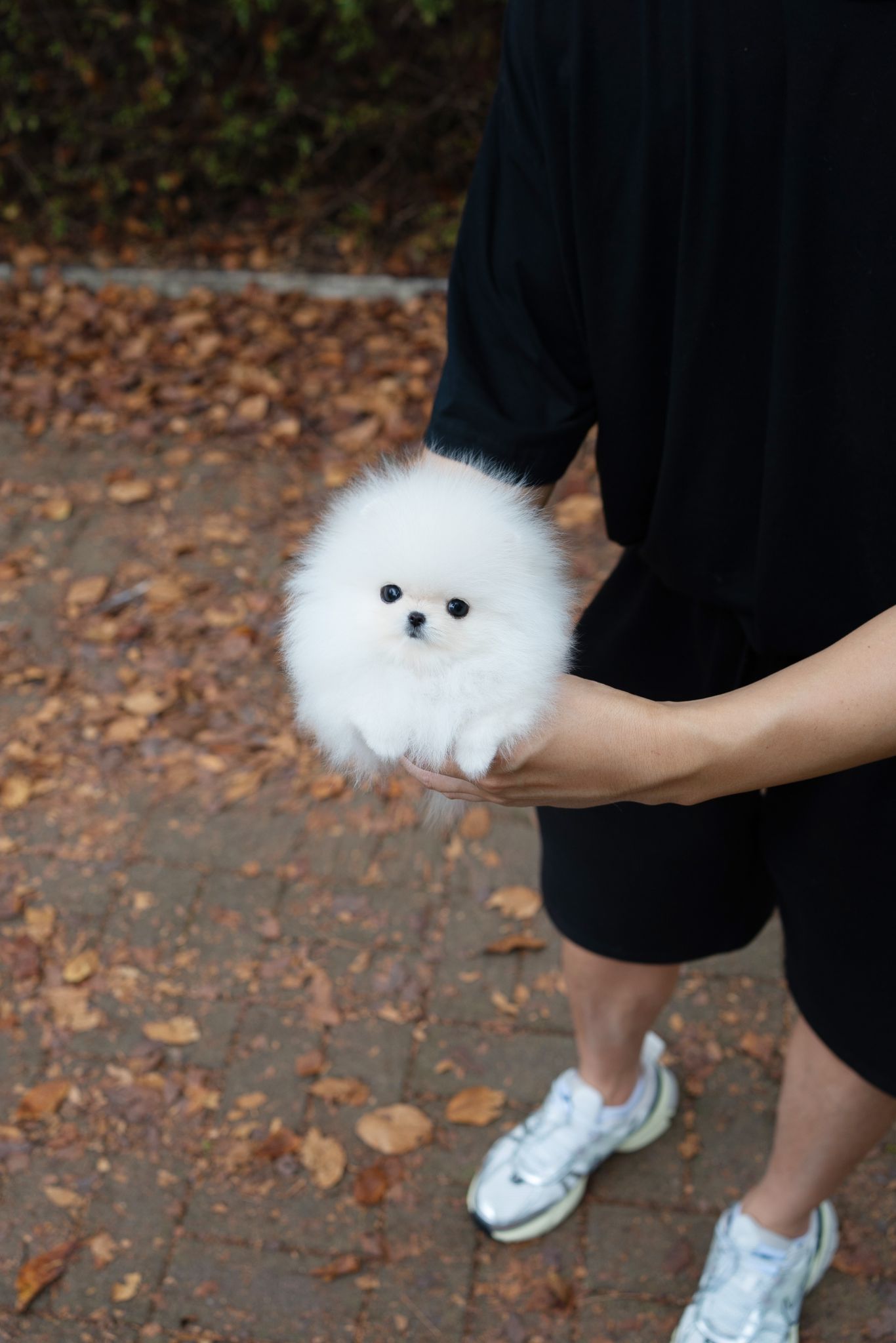 Pomeranian