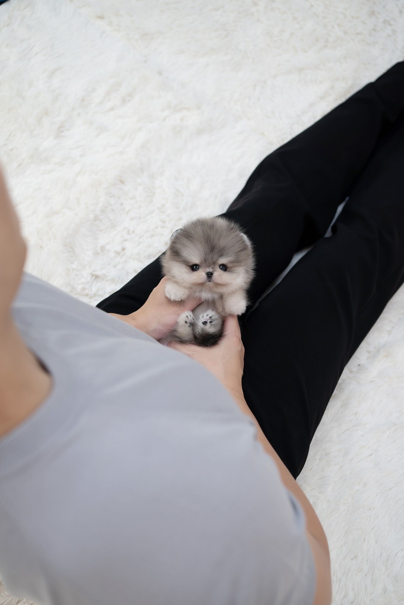 Pomeranian
