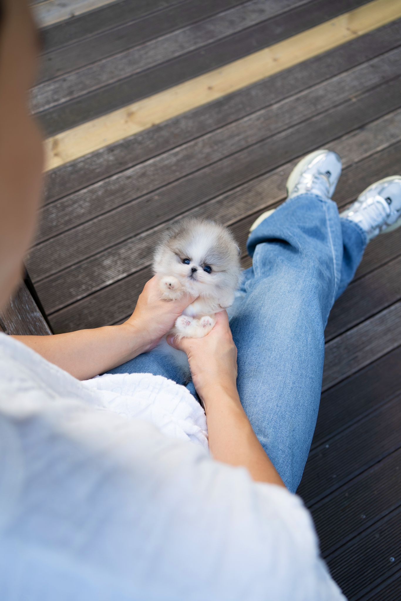 Pomeranian