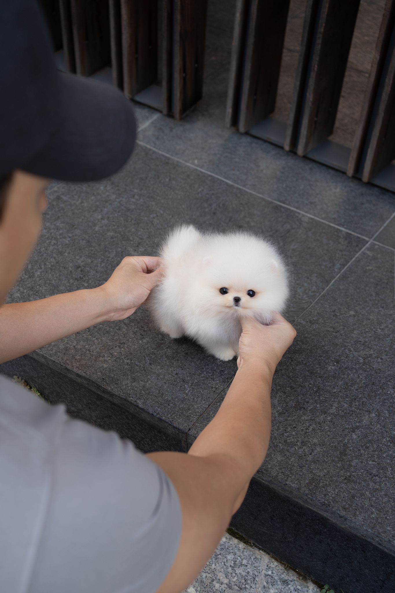 Pomeranian