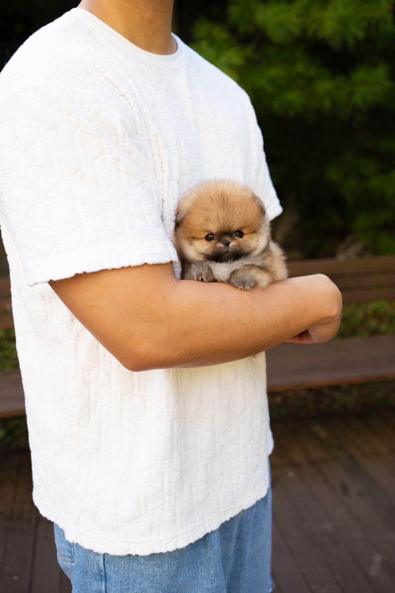 Pomeranian