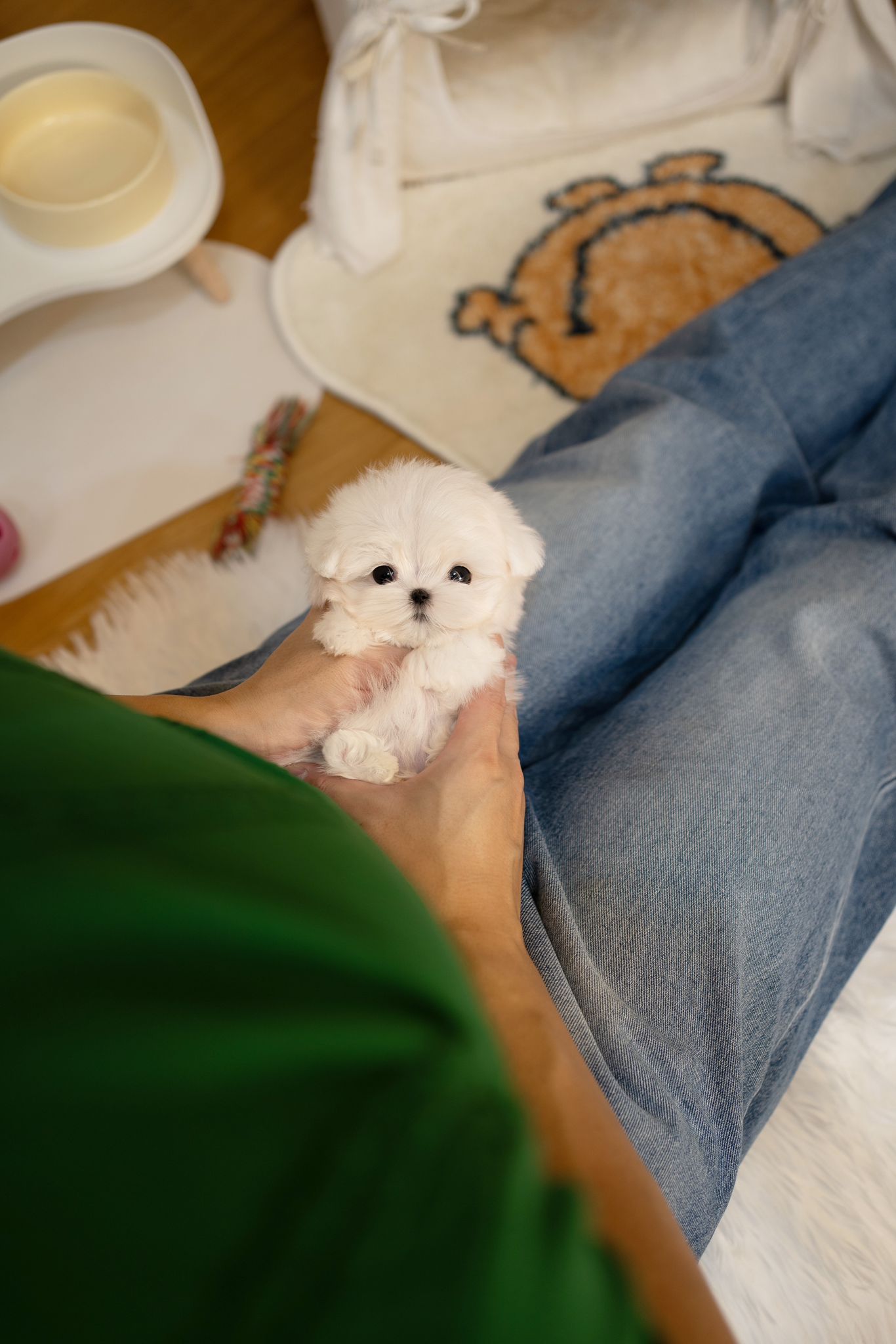 Maltese