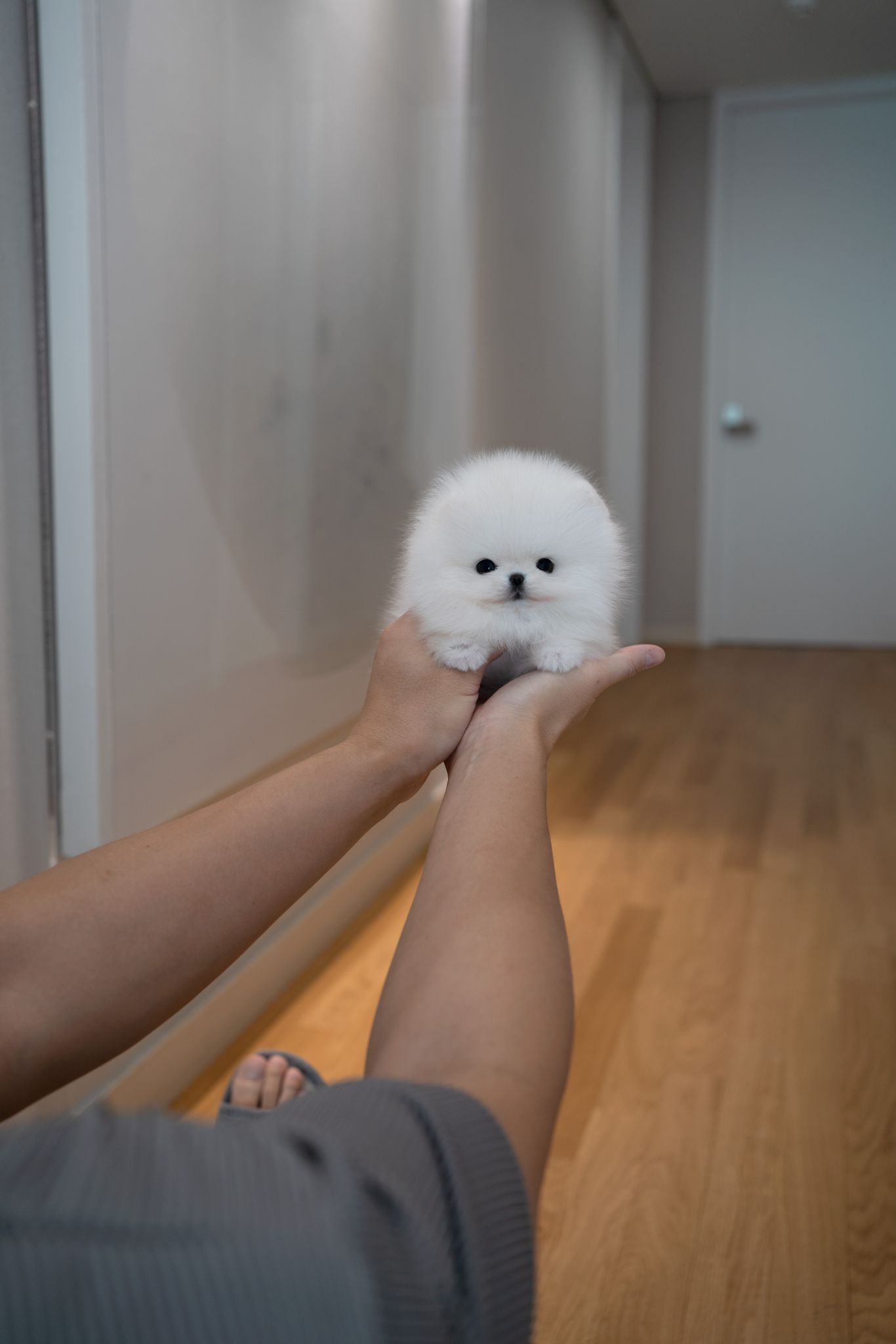 Pomeranian