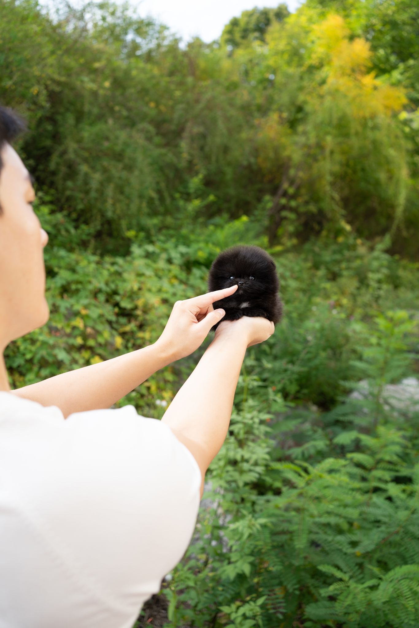 Pomeranian