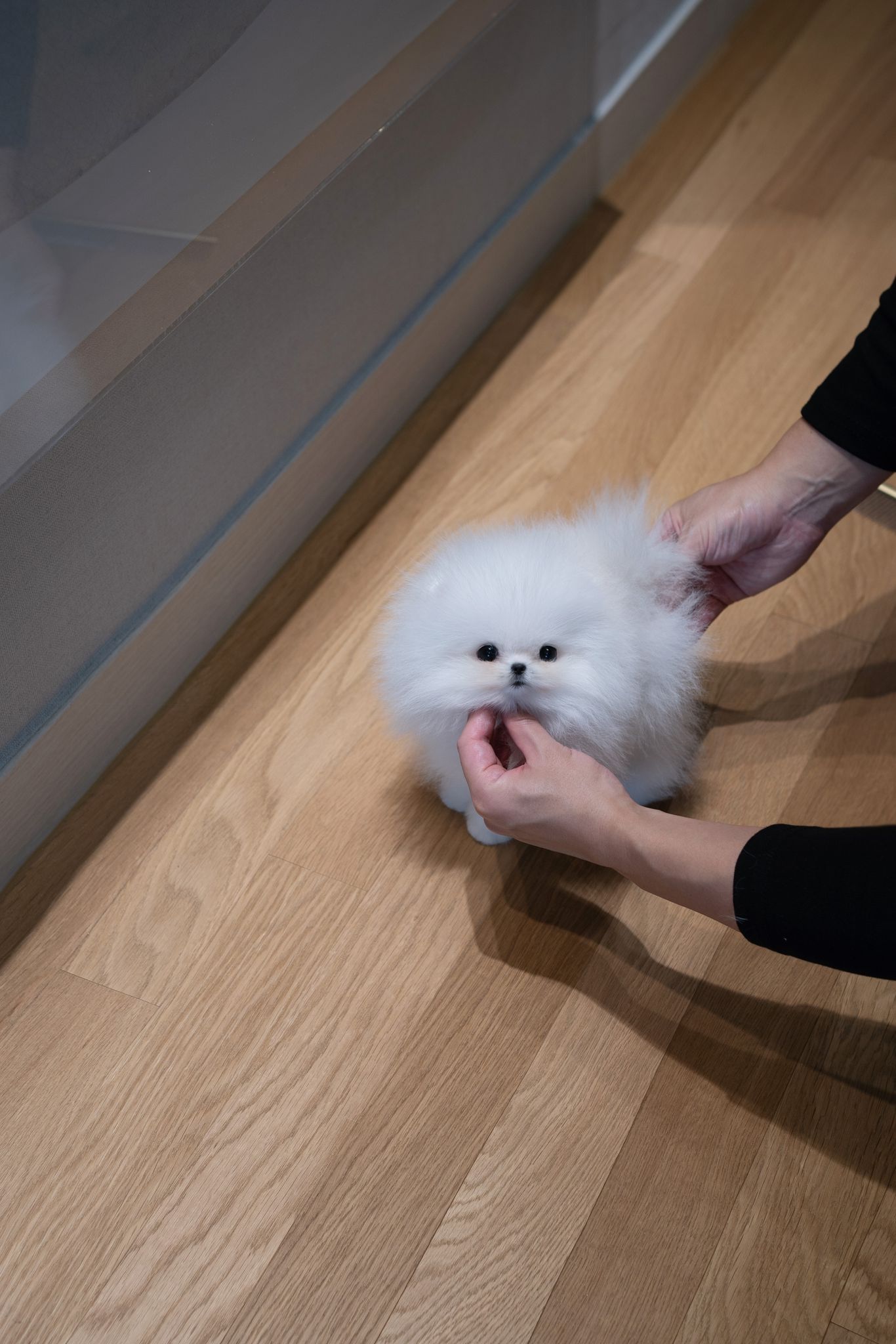 Pomeranian