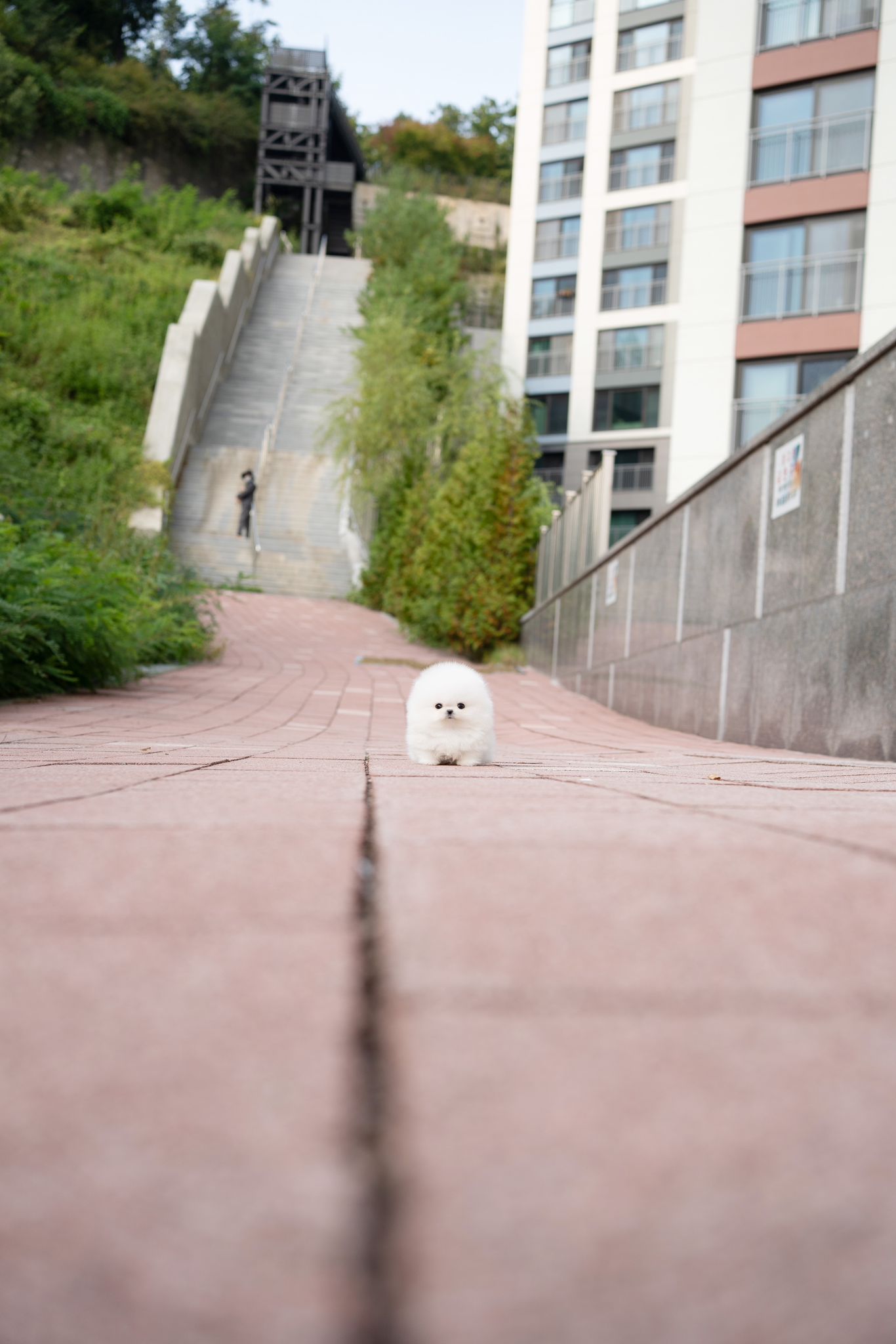 Pomeranian