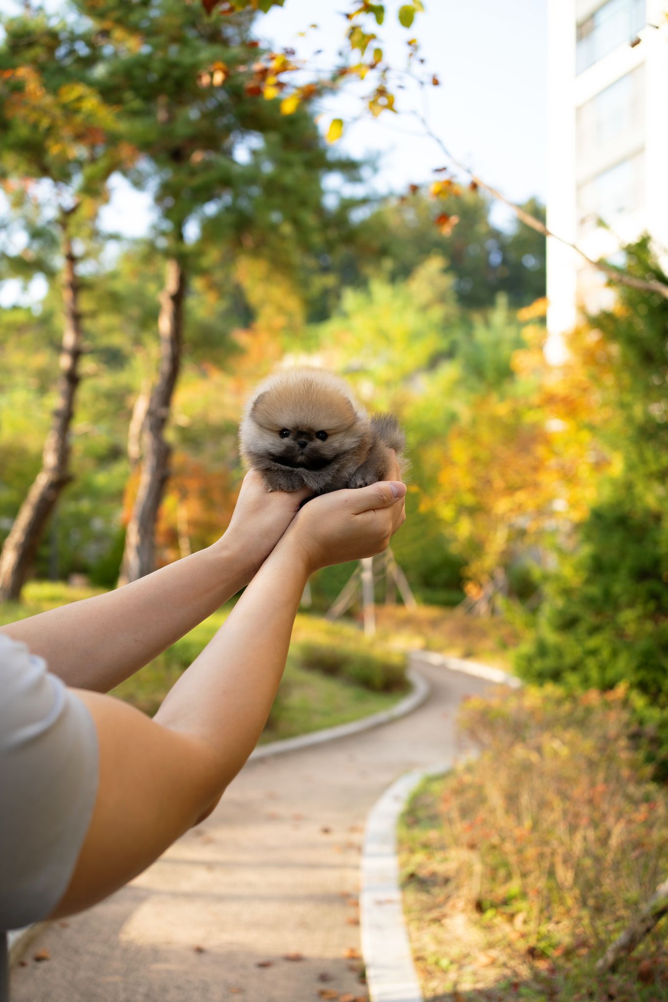 Pomeranian