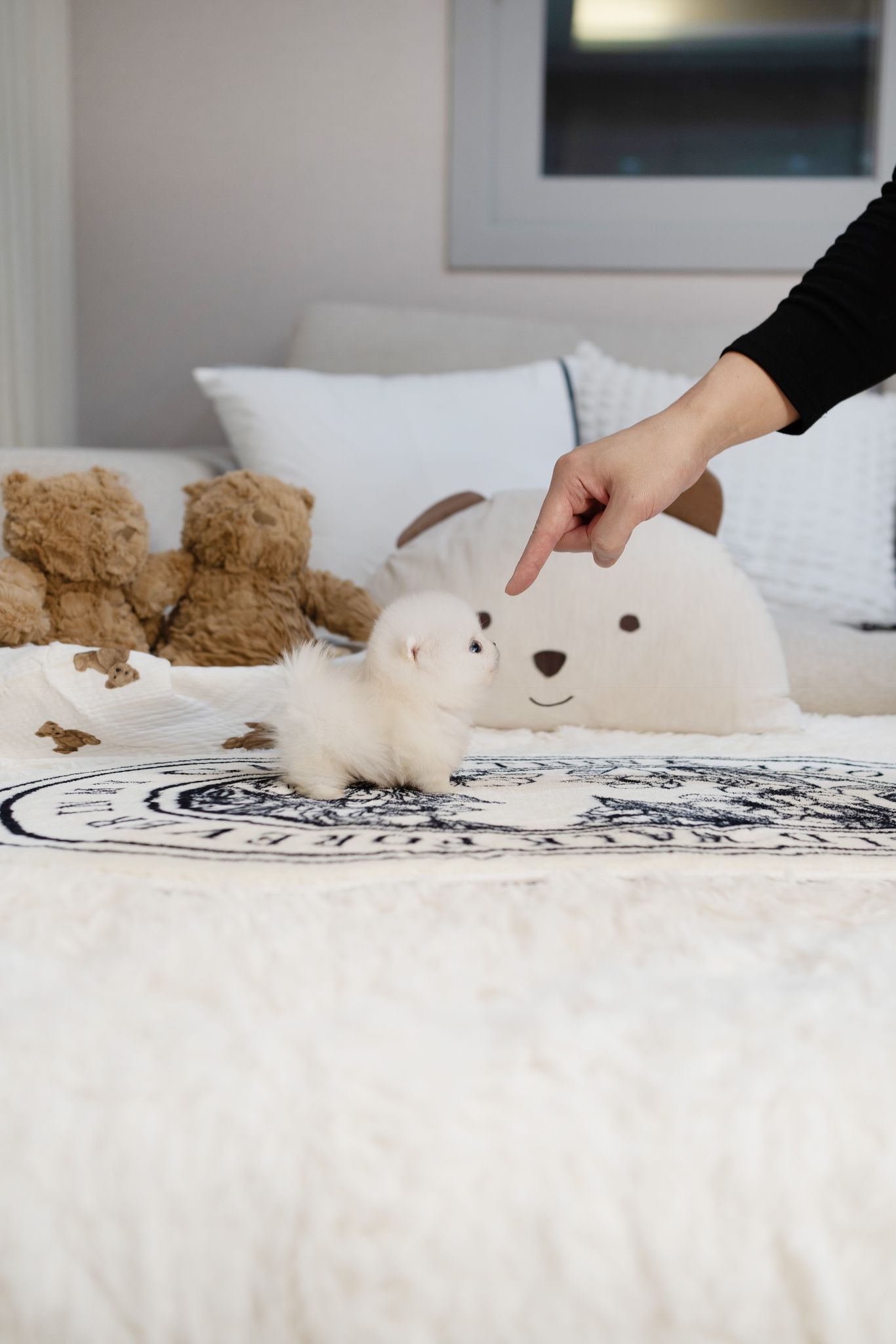 Pomeranian