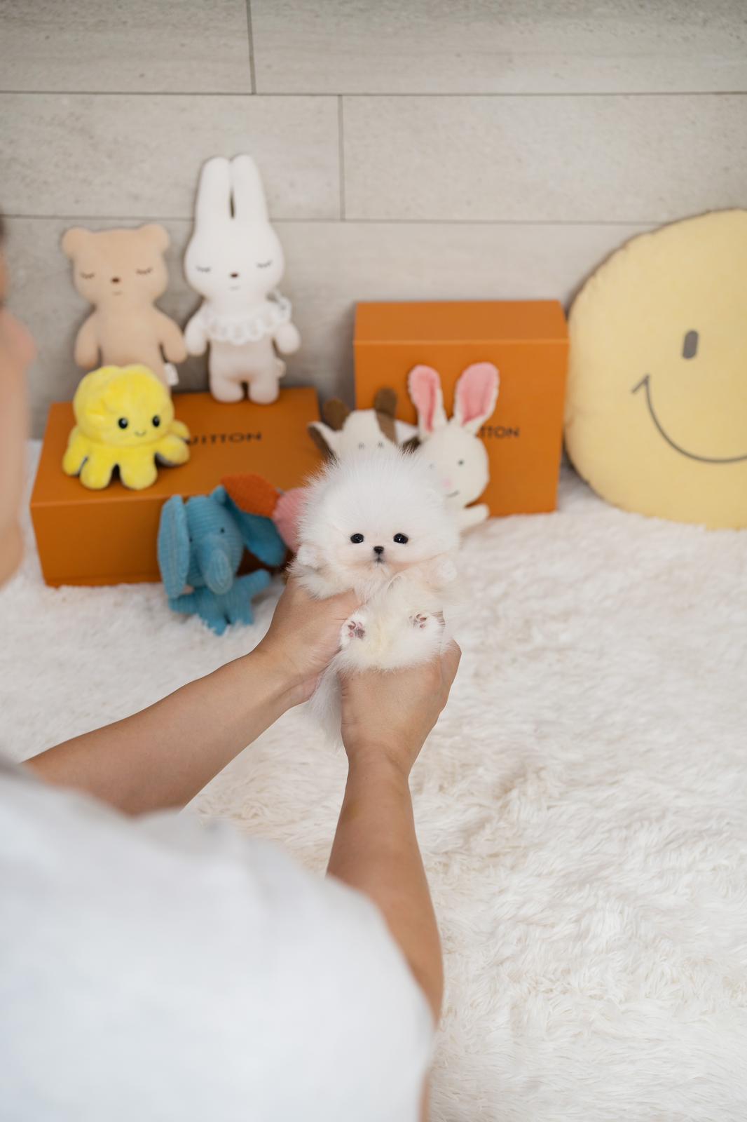 Pomeranian