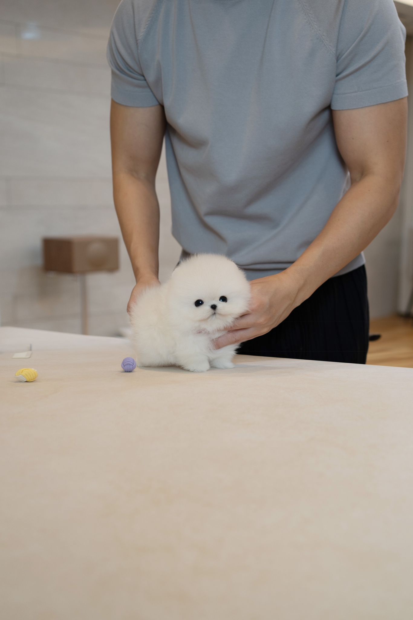 Pomeranian