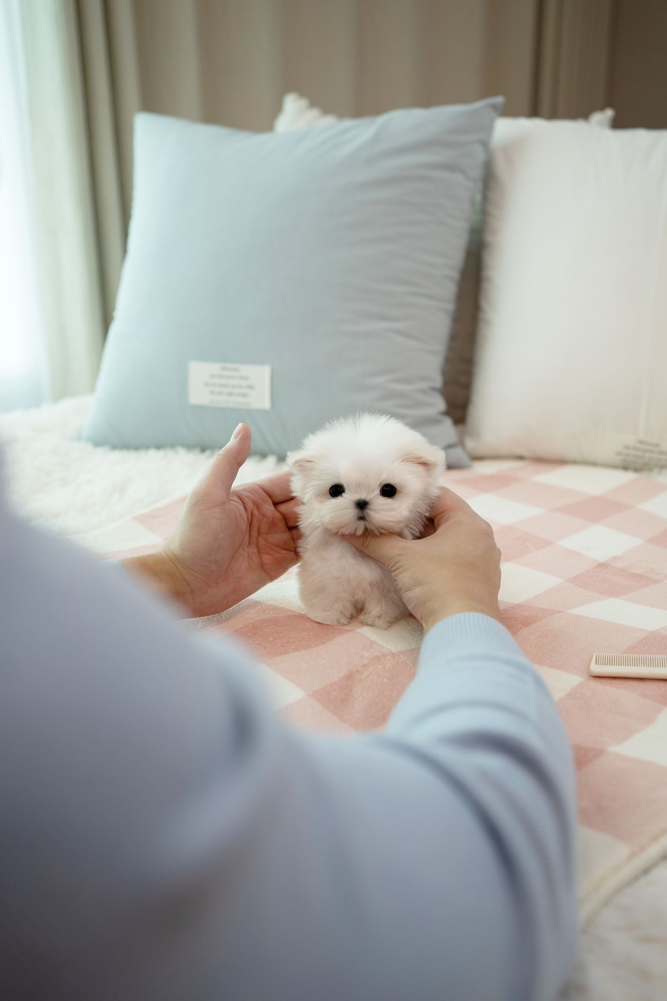 Maltese