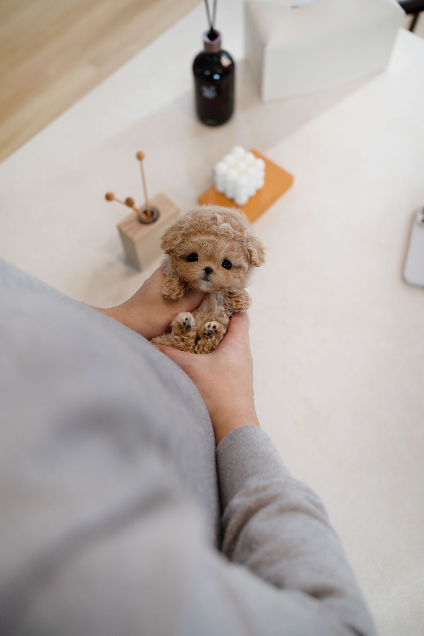 Maltipoo