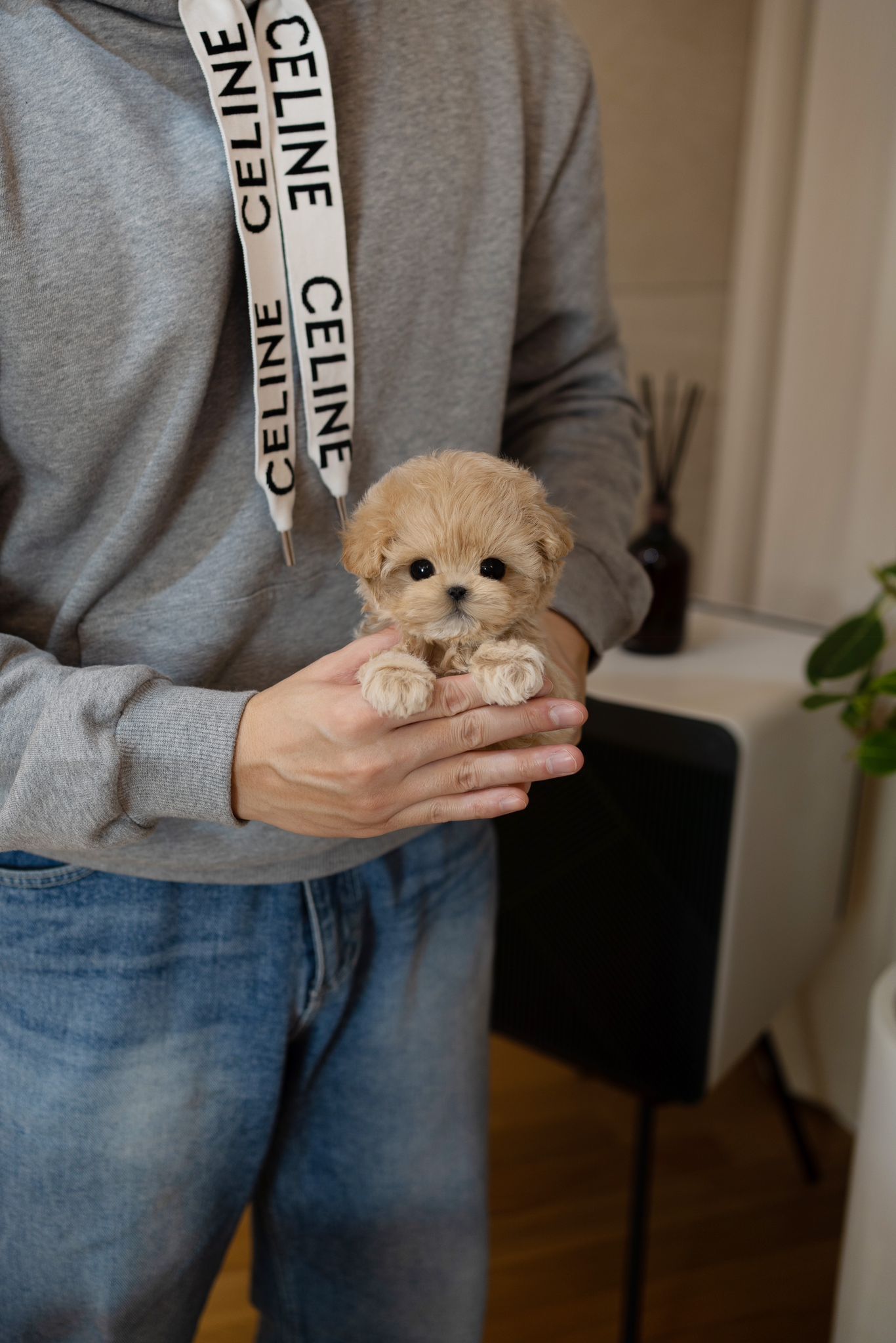 Maltipoo