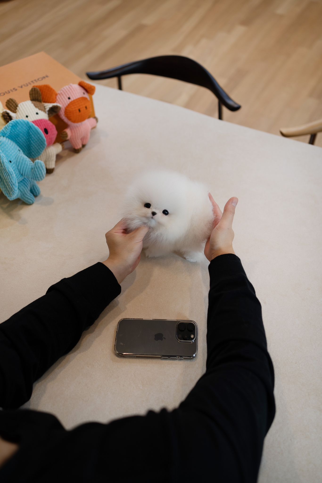 Pomeranian