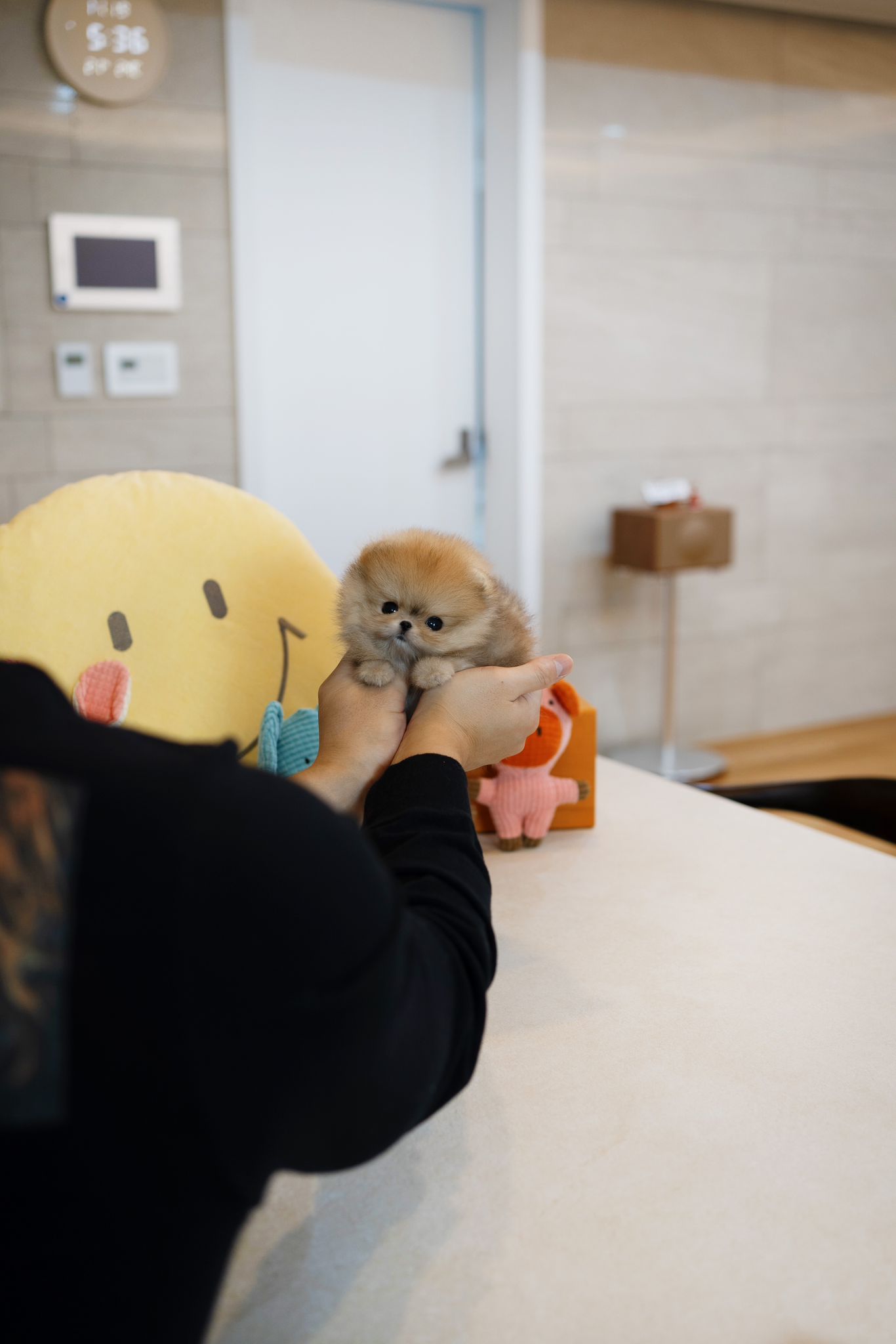 Pomeranian